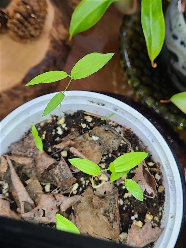 EcoLogic Monthly #77 