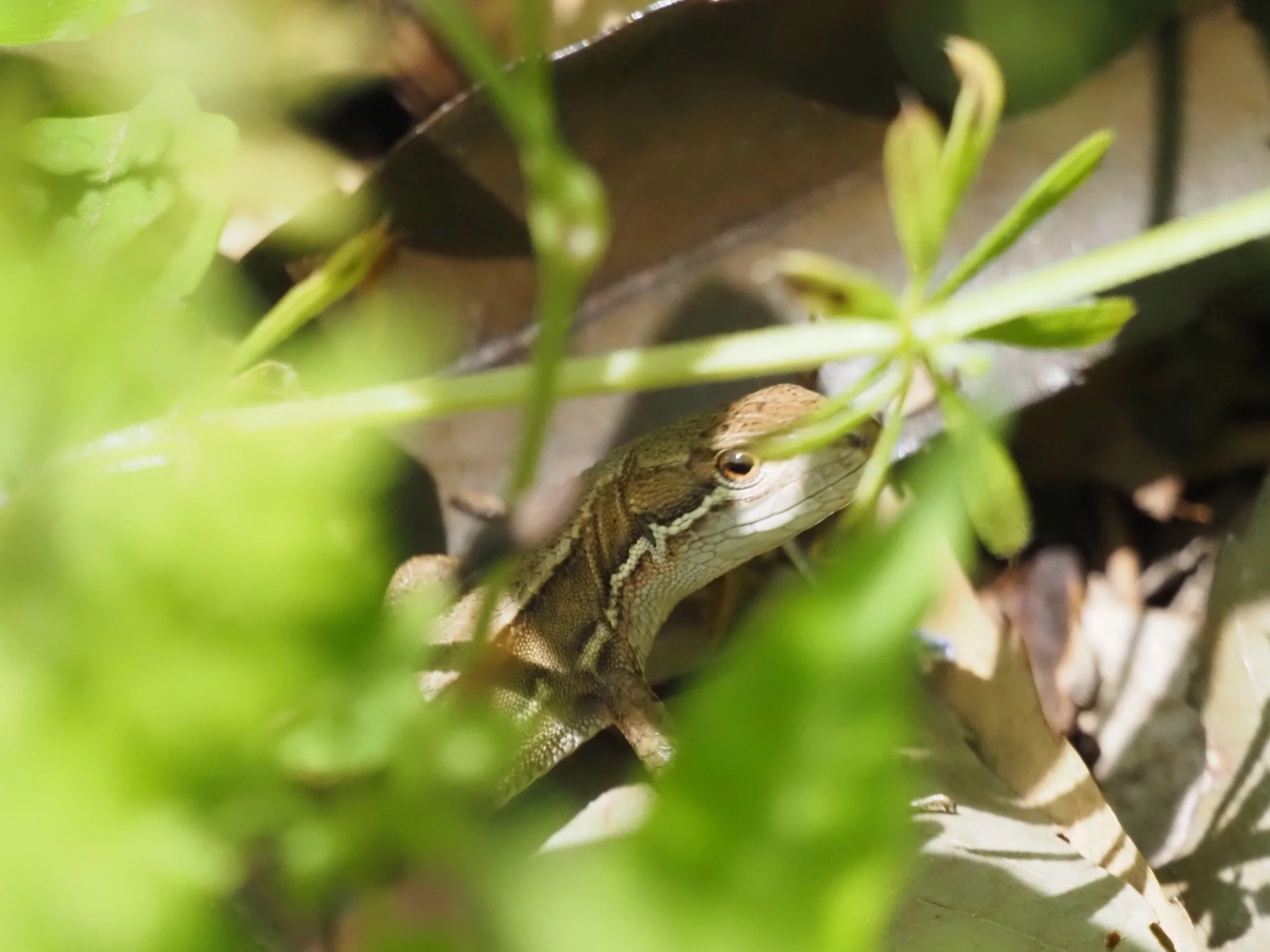 Japanese Grass Lizard