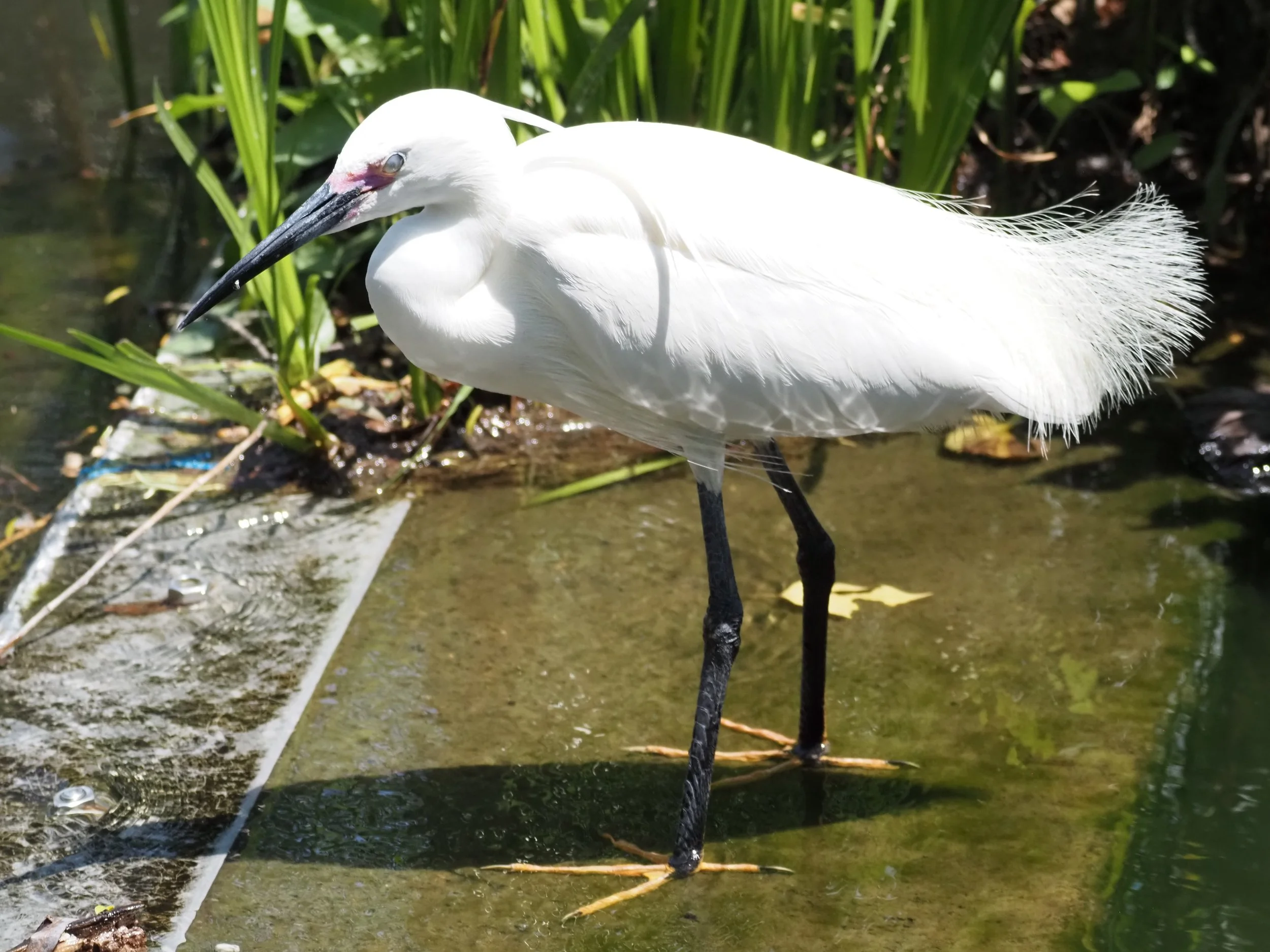 Little Egret