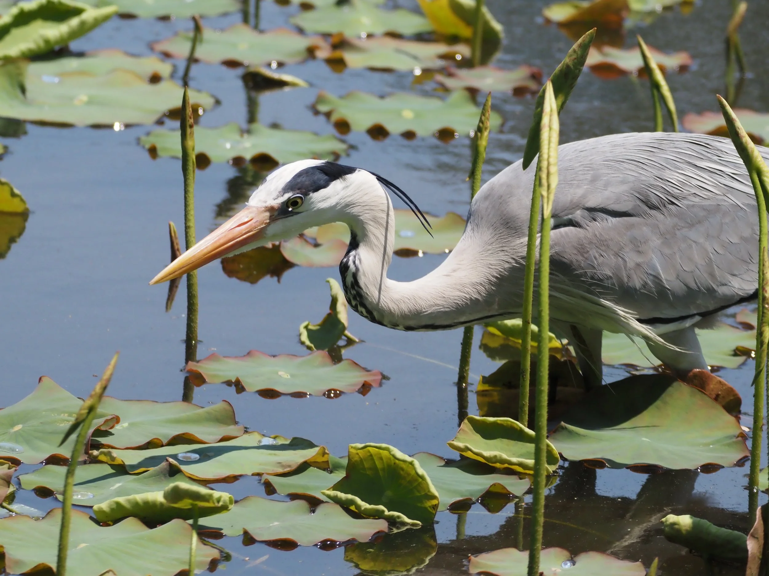 Grey Heron