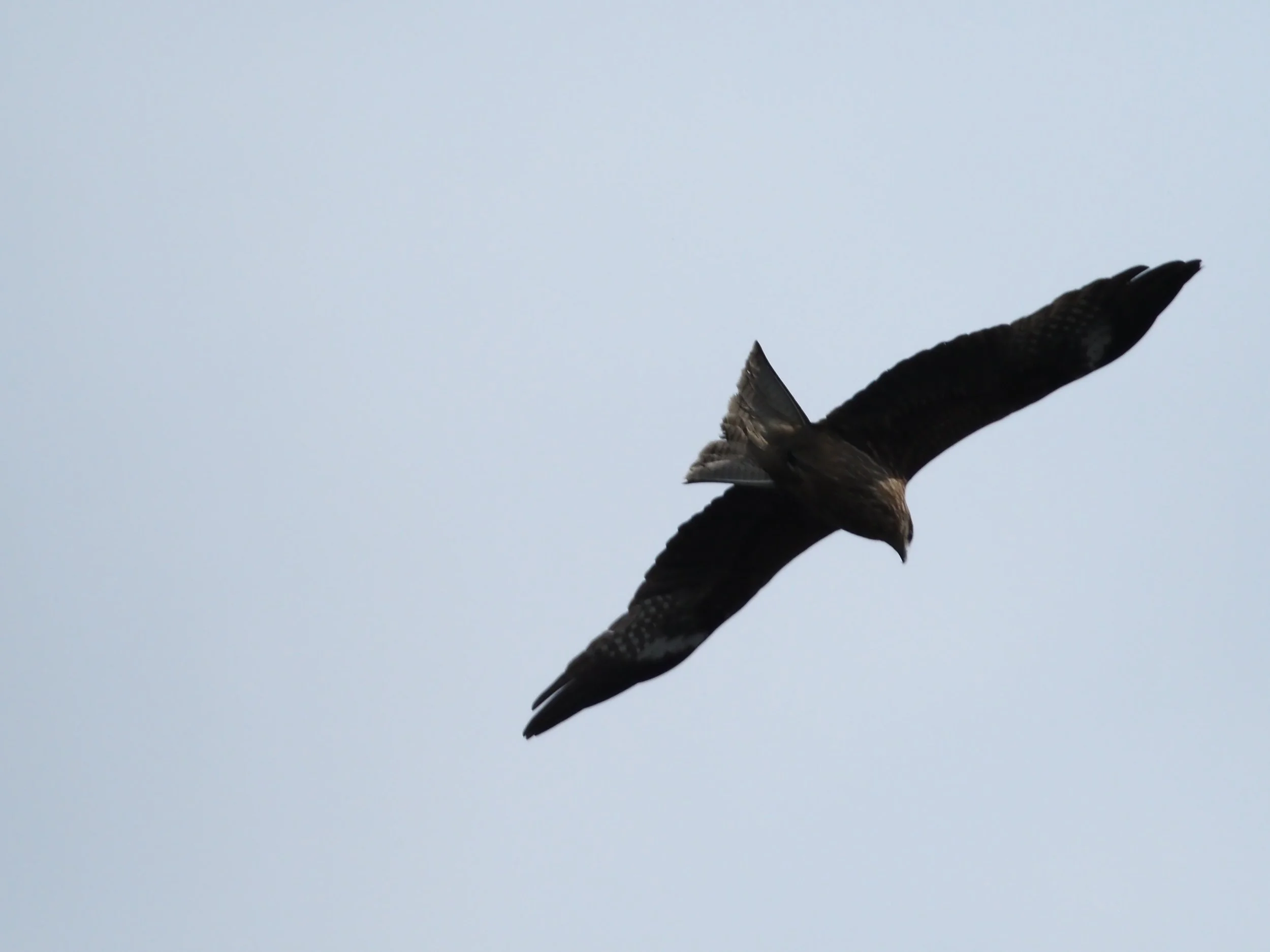 Black Kite