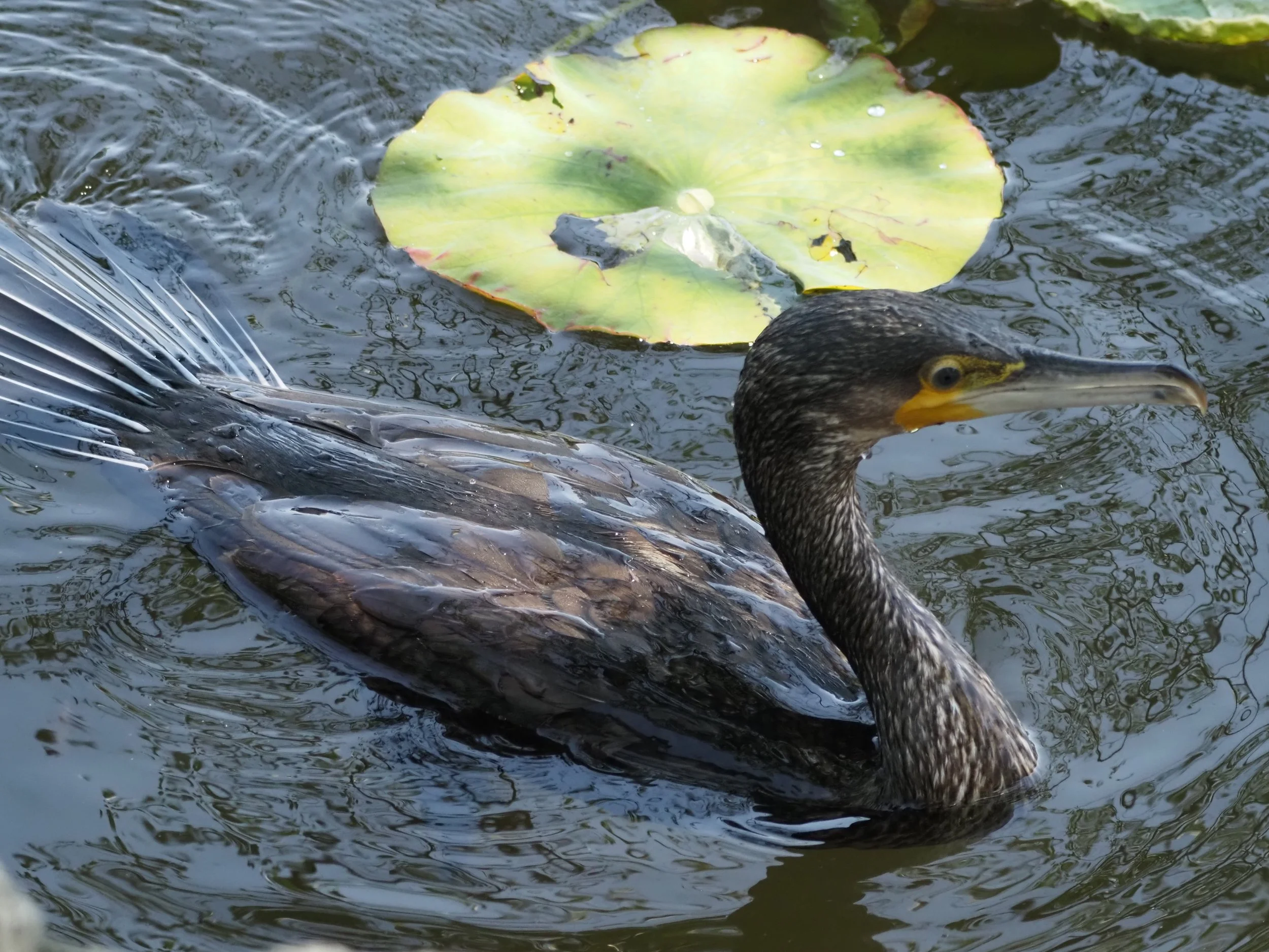 Great Cormorant