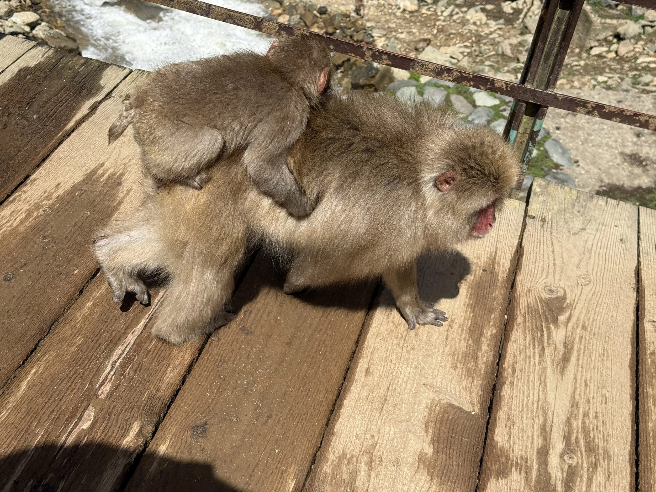 Snow Monkey