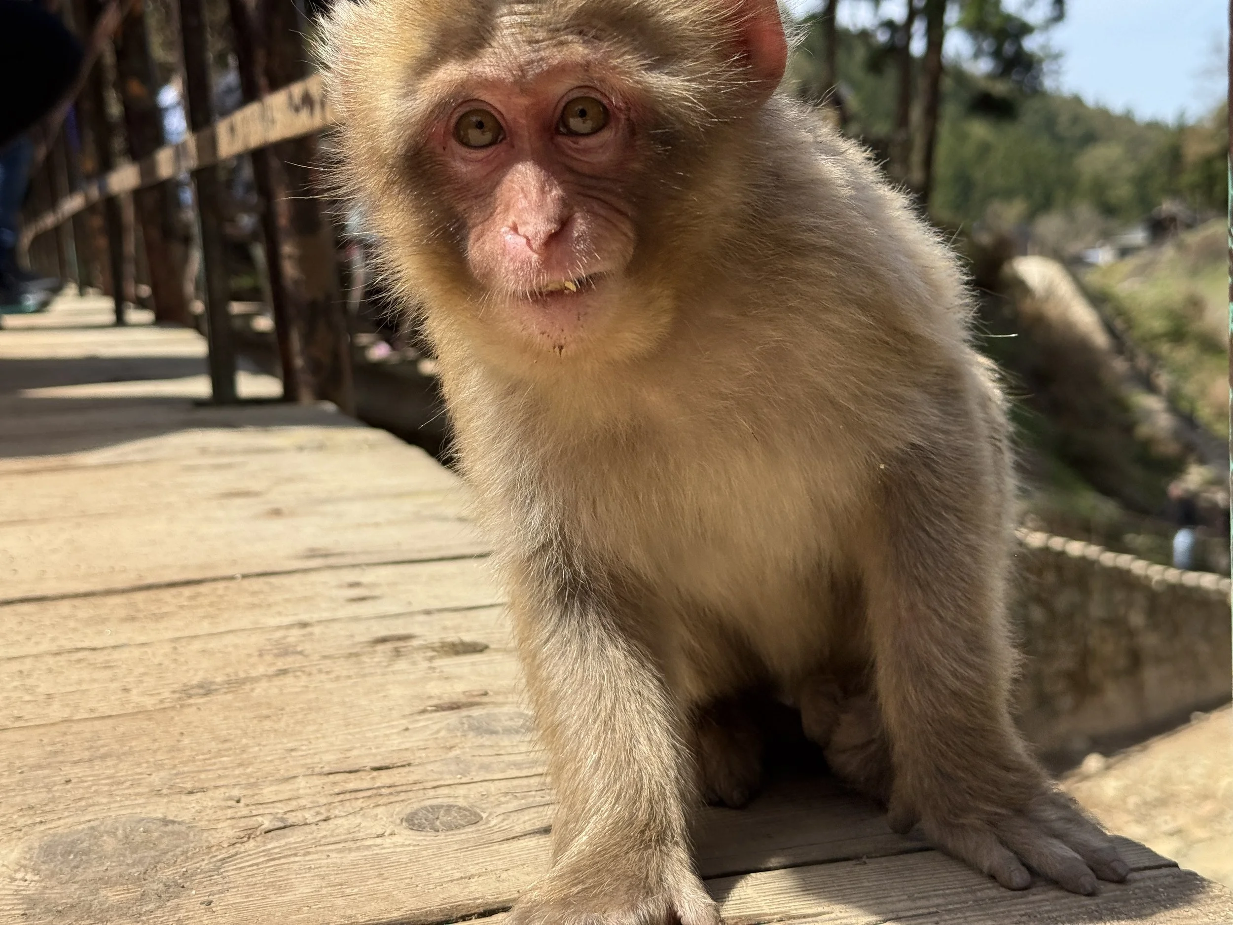 Snow Monkey