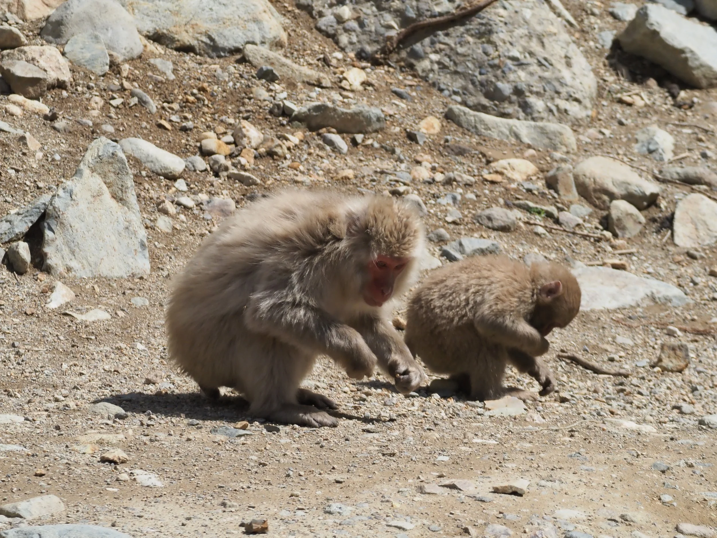 Snow Monkey