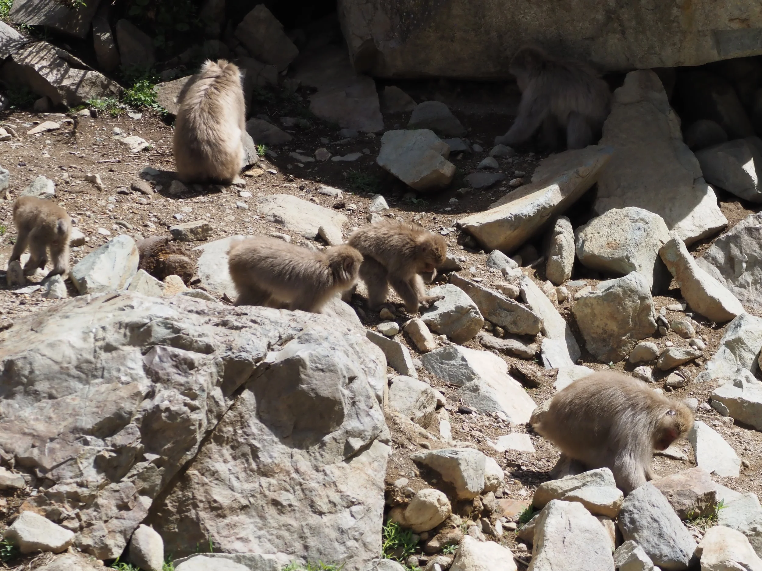 Snow Monkey