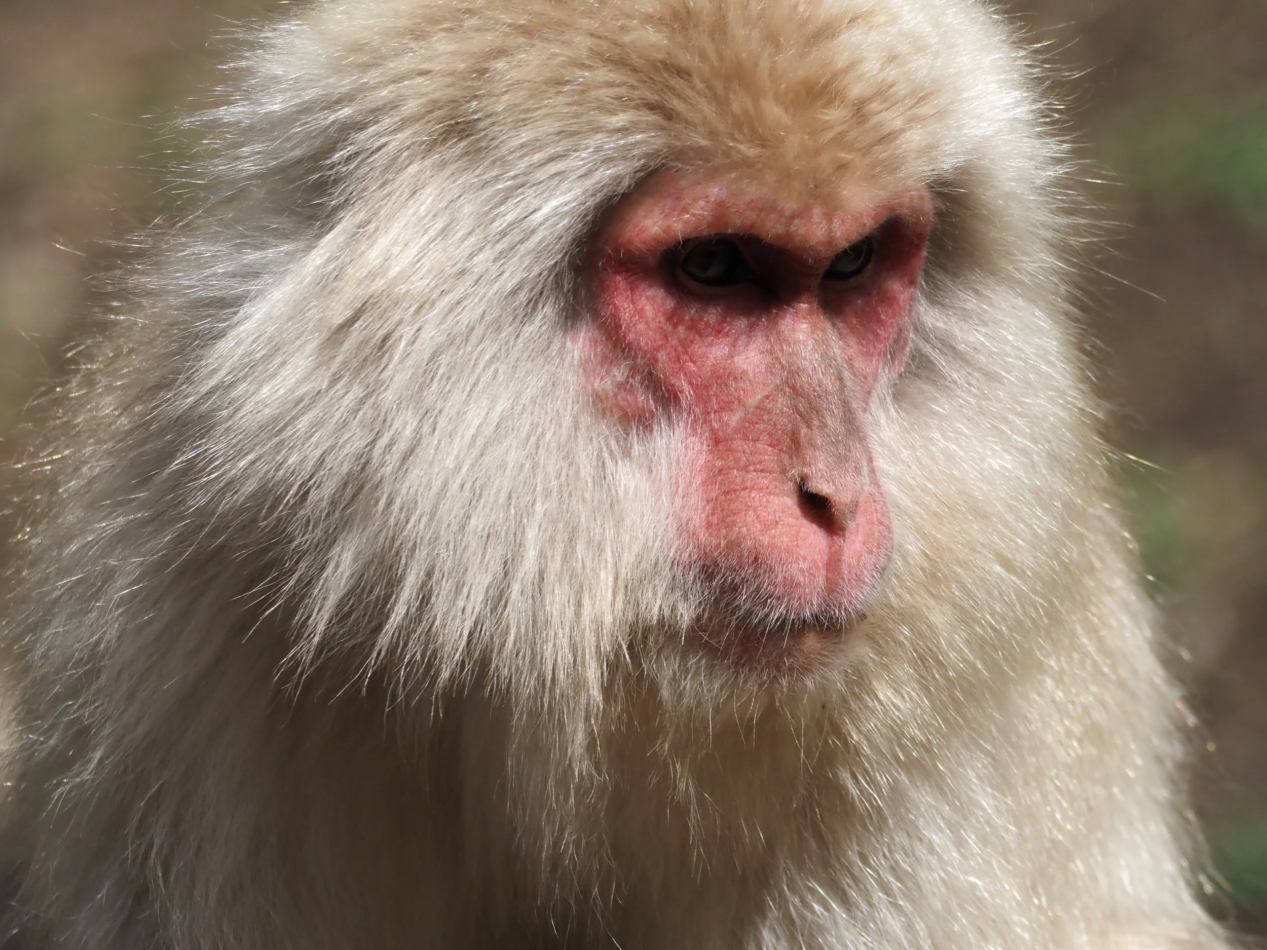 Snow Monkey