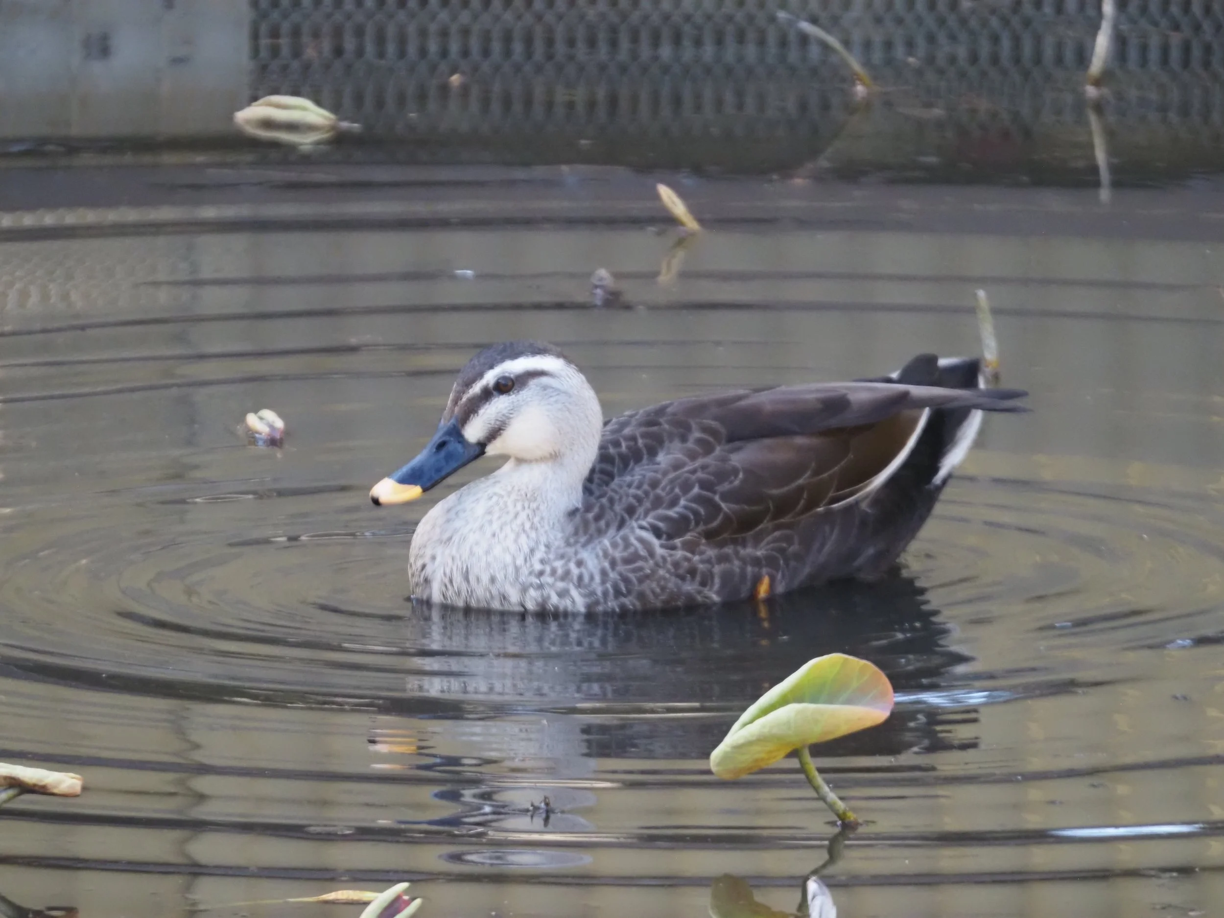 Eastern Spot-billed Duck