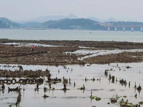Oyster and clam beds near my mom’s hometown.