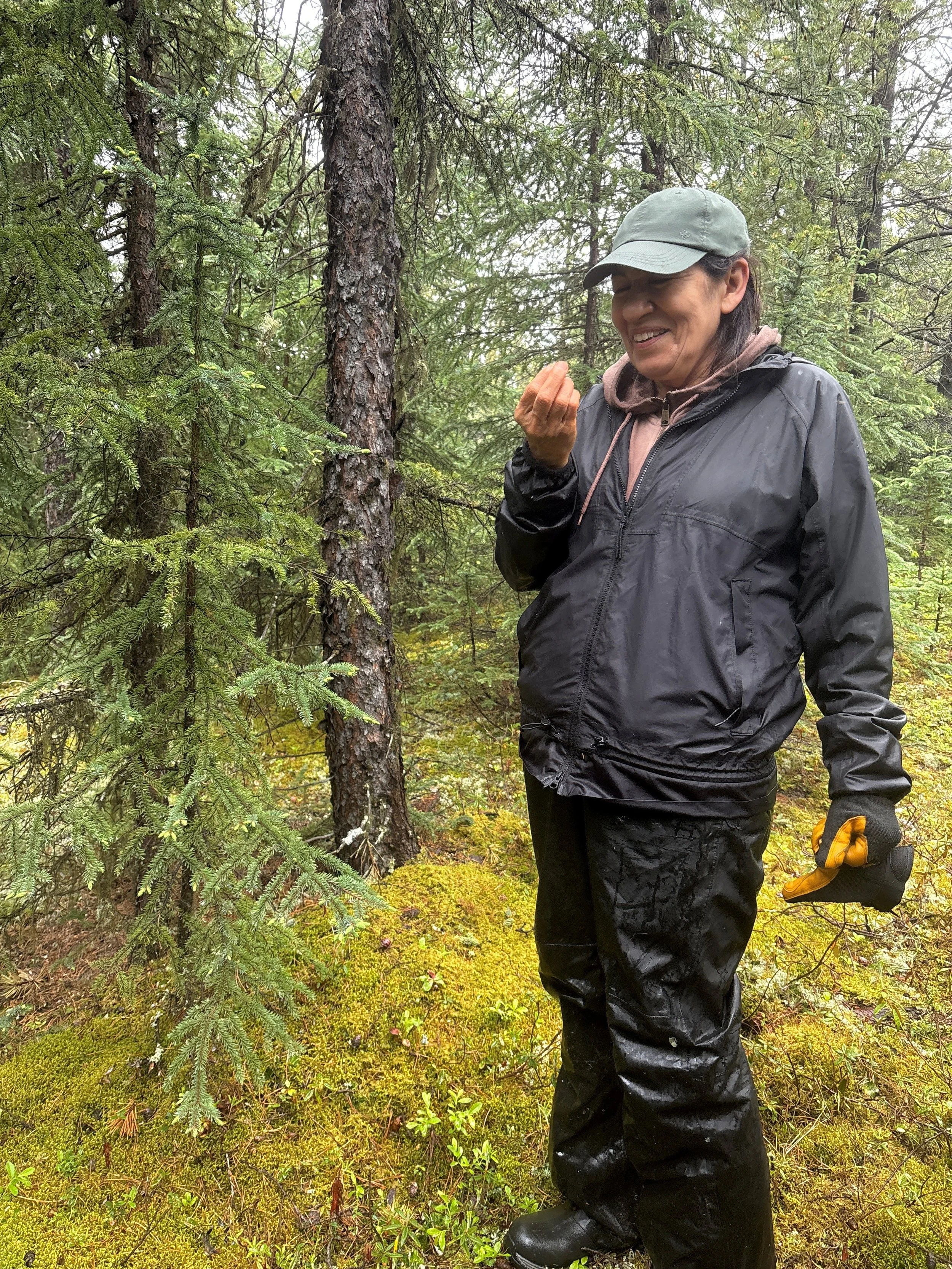 Spruce Tips.jpg