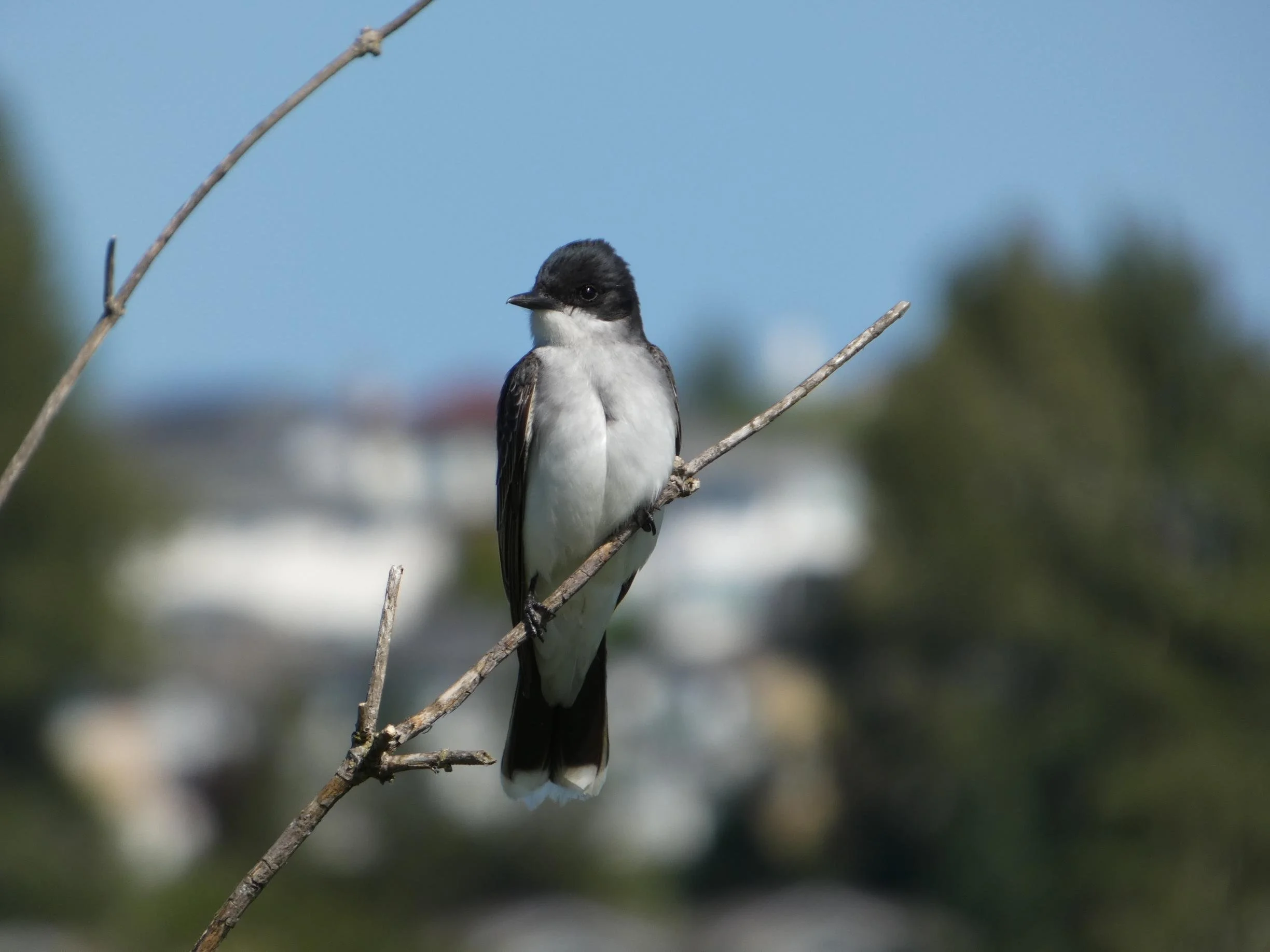 Eastern Kingbird