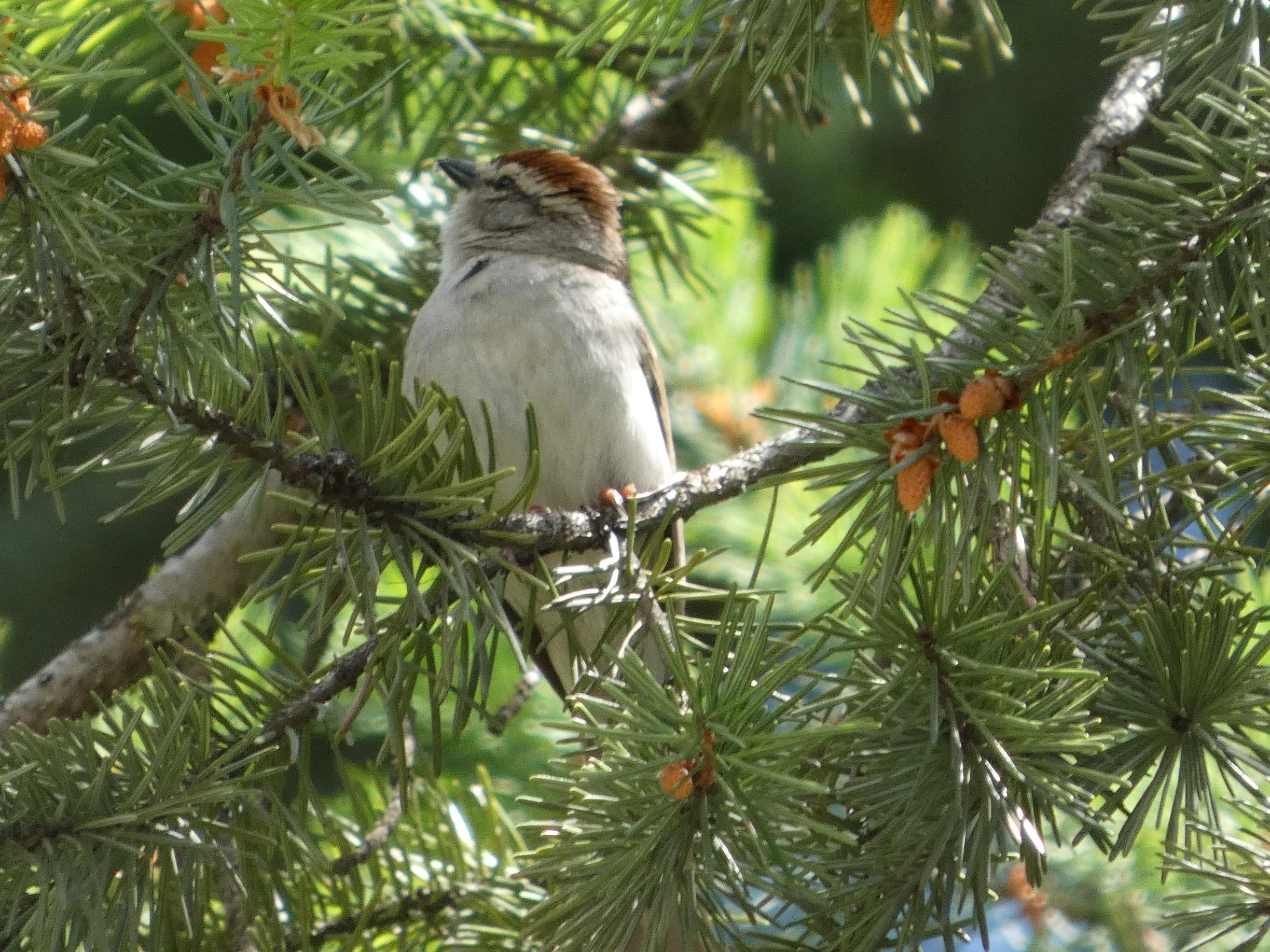 Chipping Sparrow