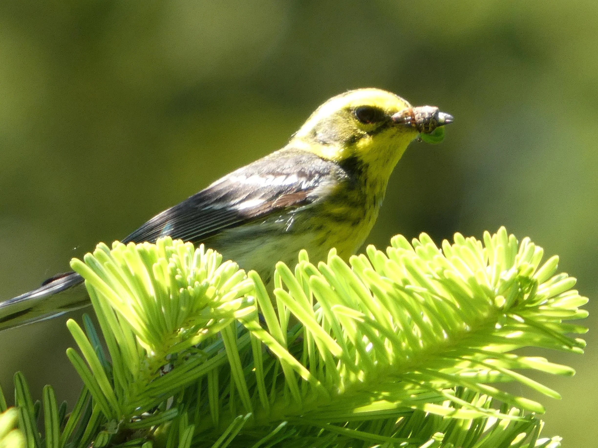 Townsend's Warbler