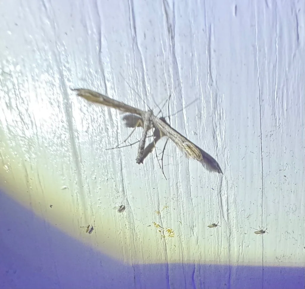 Gillmeria pallidactyla