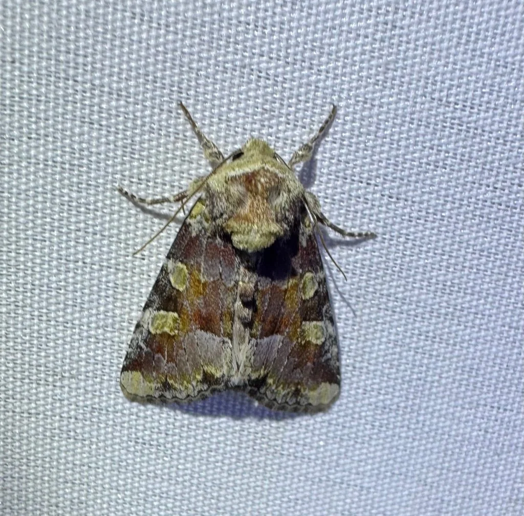 Oligia violacea