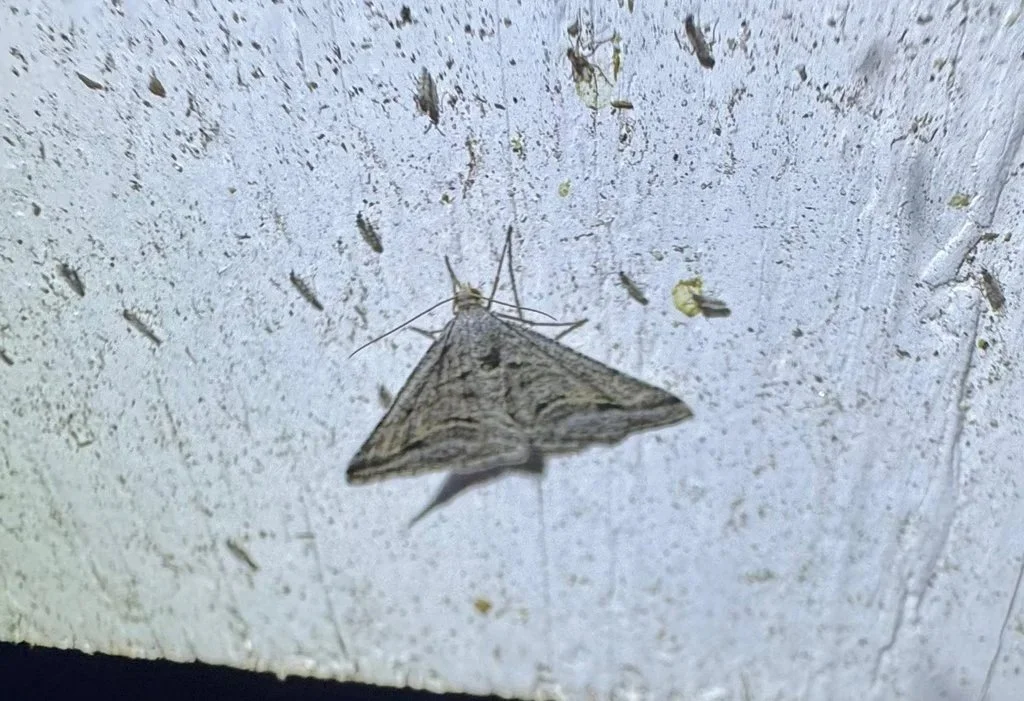 Digrammia curvata