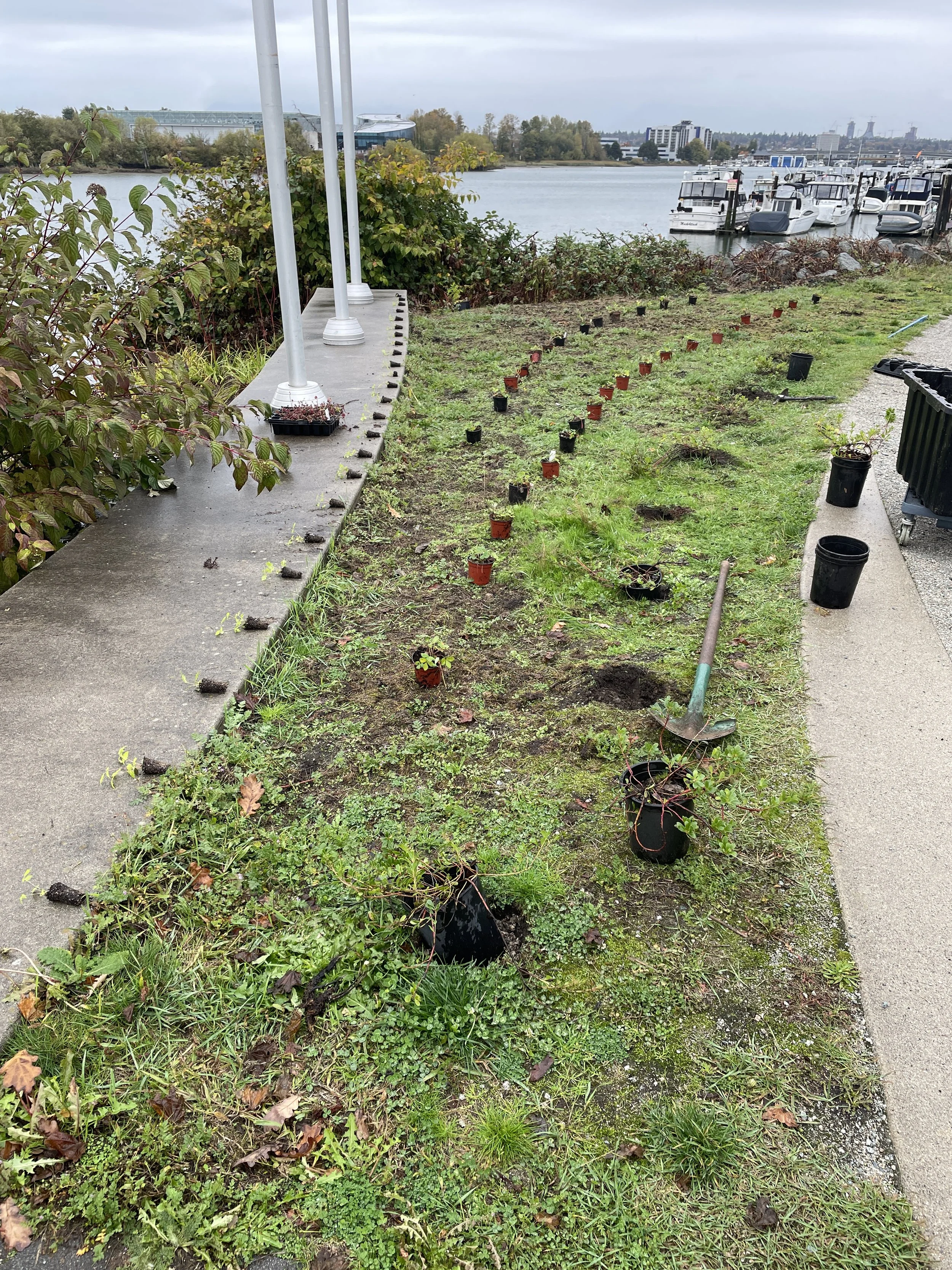 laying out the plants.JPG