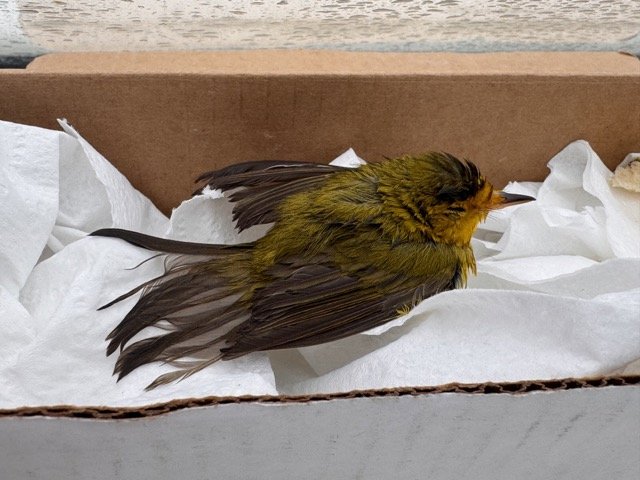 Offshore Yellow Bird.jpeg