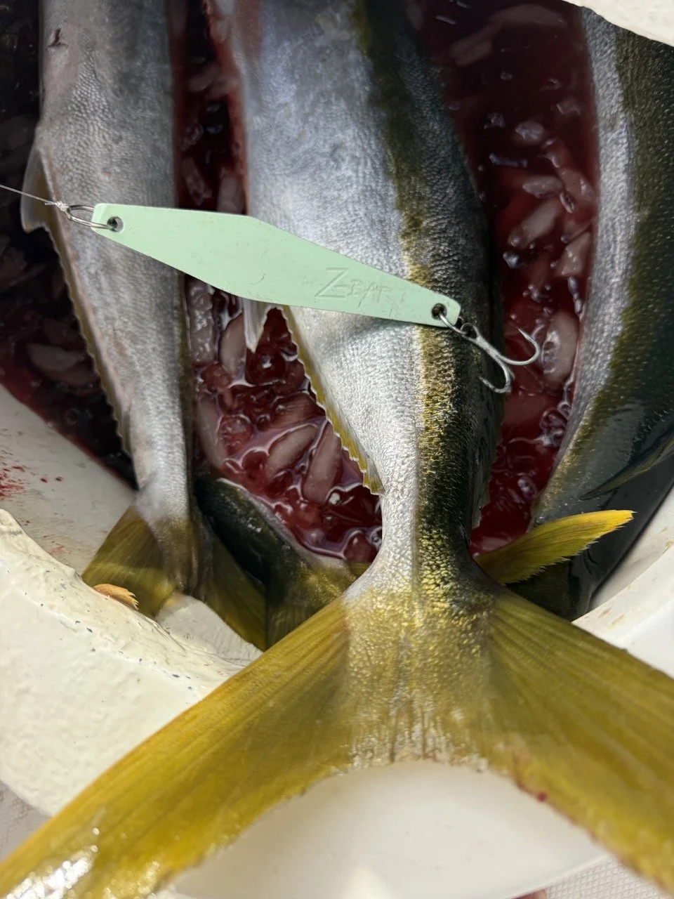 Z Bar Yellowtail.jpeg