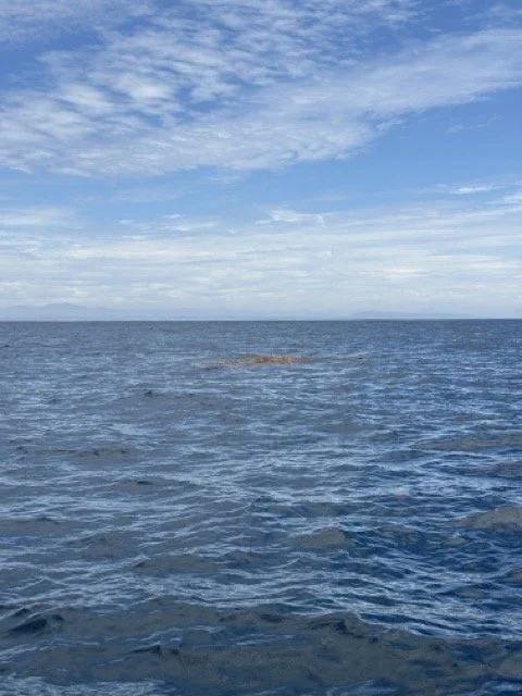 Offshore Kelp.jpeg