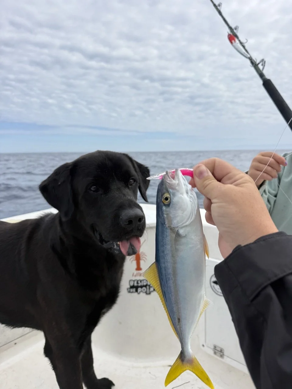 Baby Yellowtail.jpeg