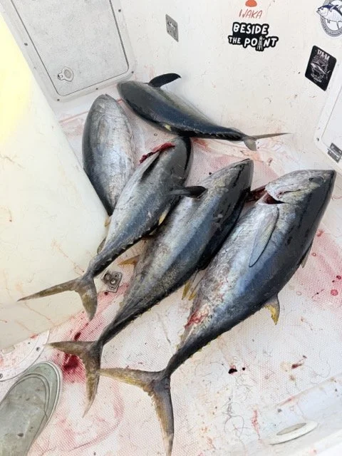 Tuna BTP.jpeg