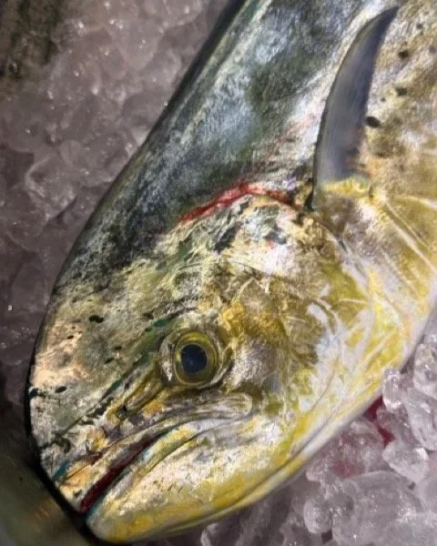 Dorado+9-20-26.jpg
