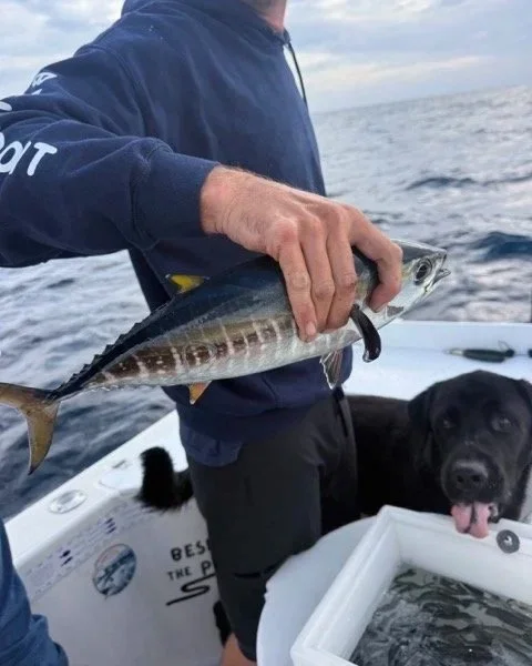 small+yellowfin.jpg