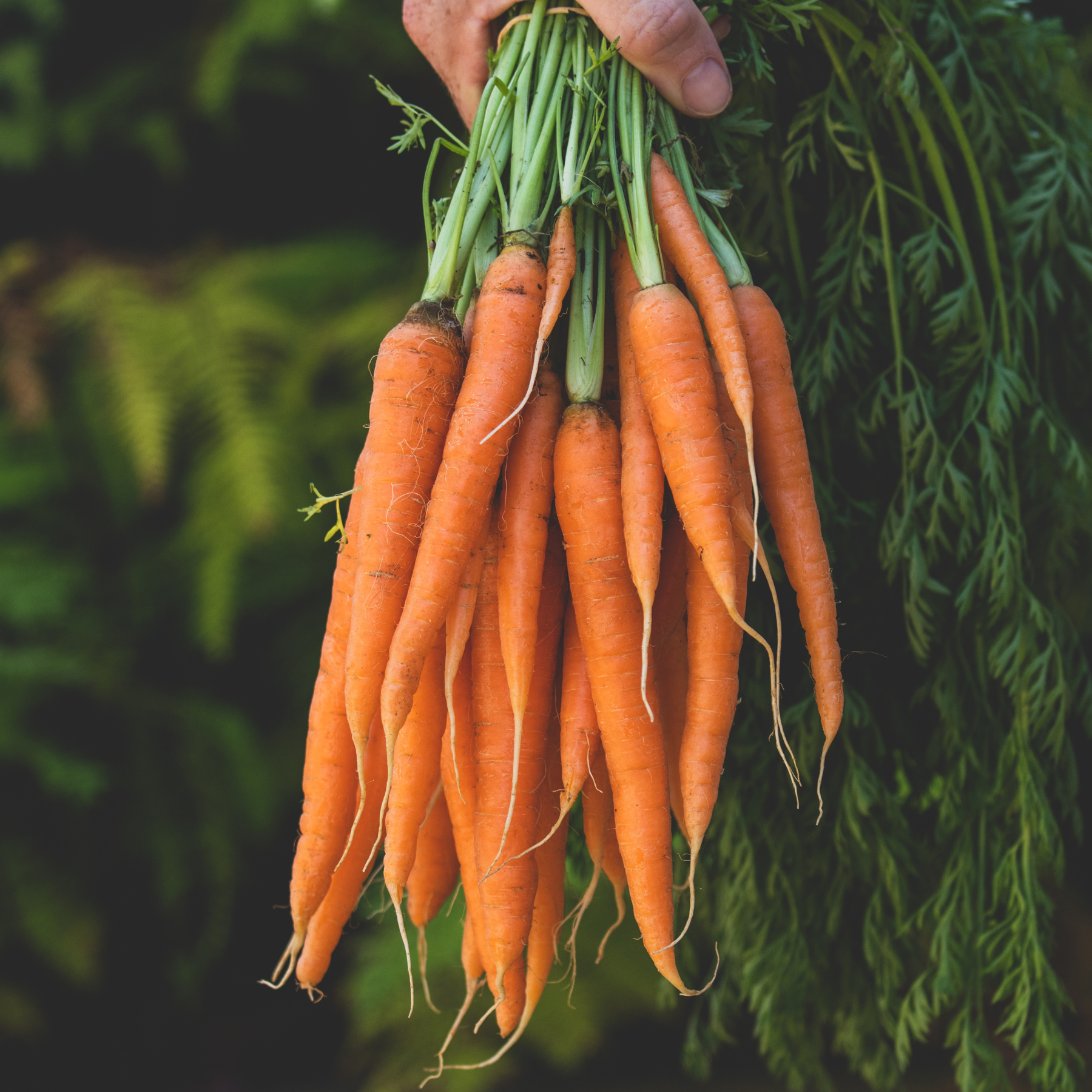 Person holding a bunch of freshly harvested orange carrots with green tops, outdoors.