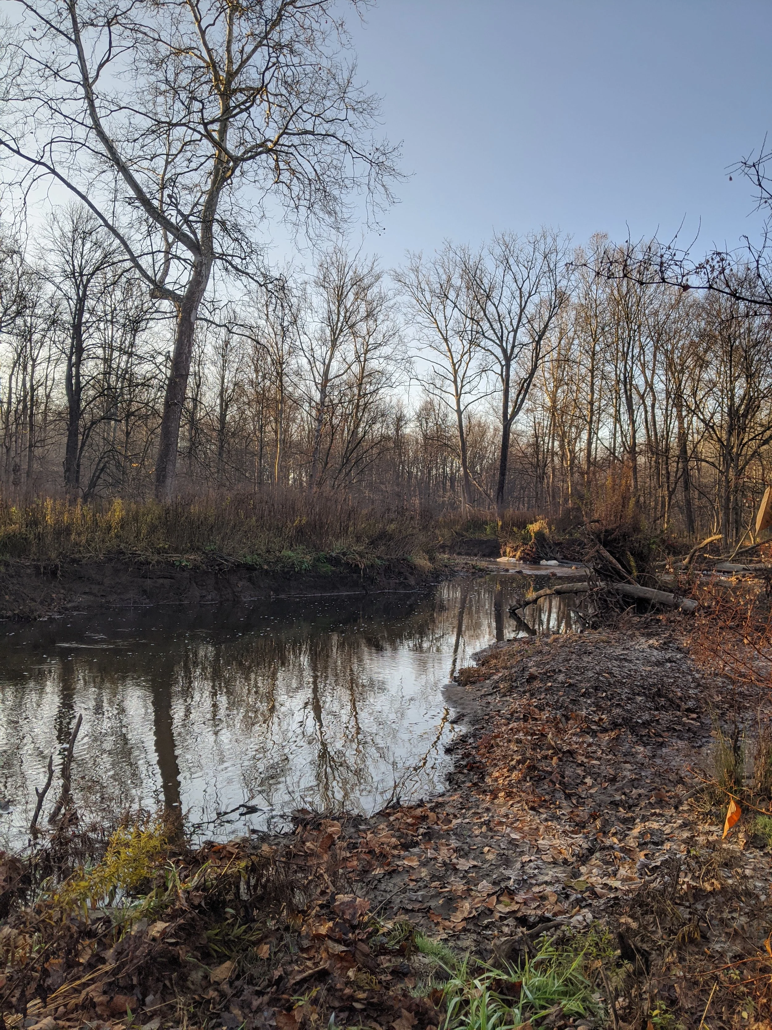 November Adult Forest Collective