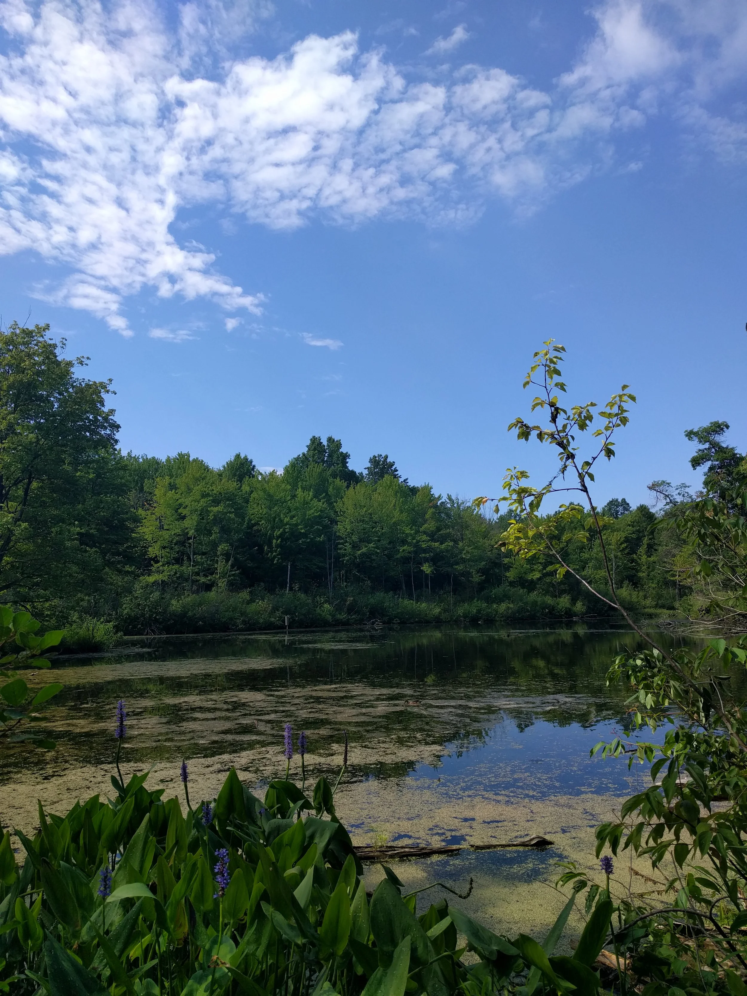 August Adult Forest Collective