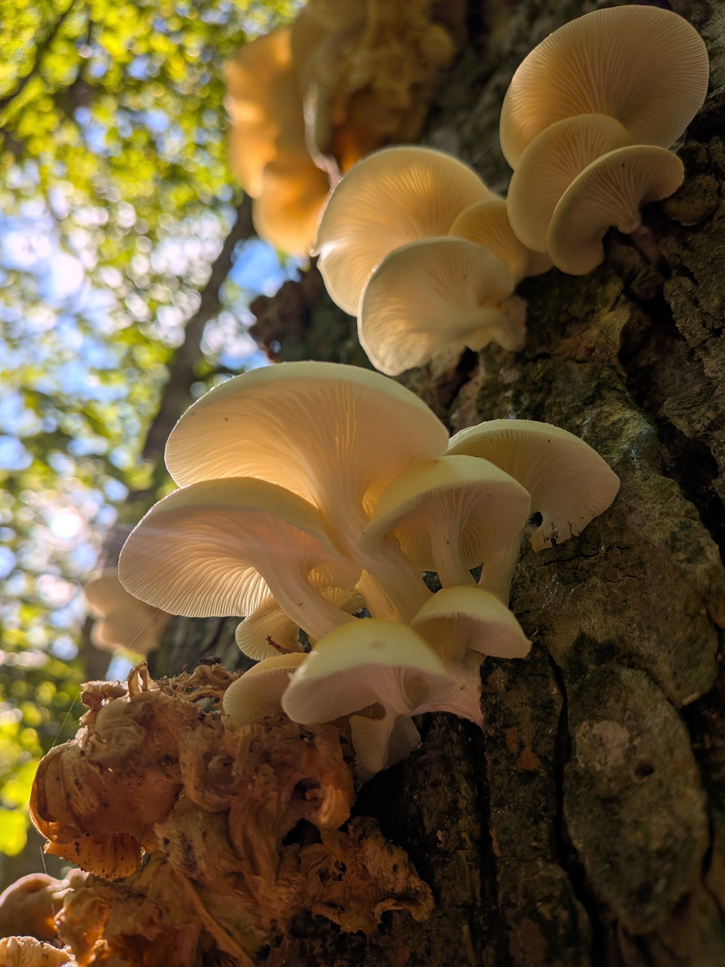 September Youth Forest Collective