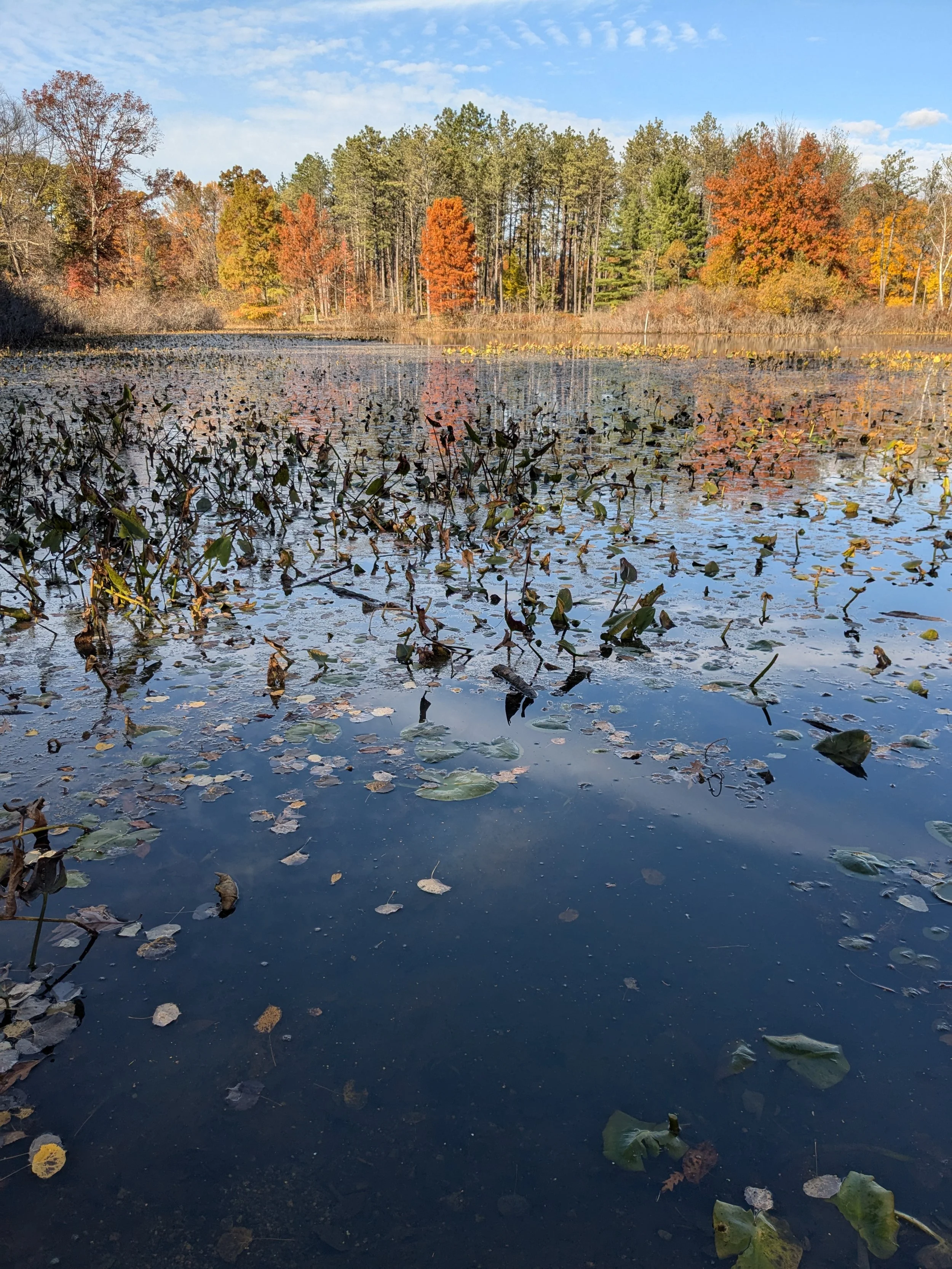 October Adult Forest Collective