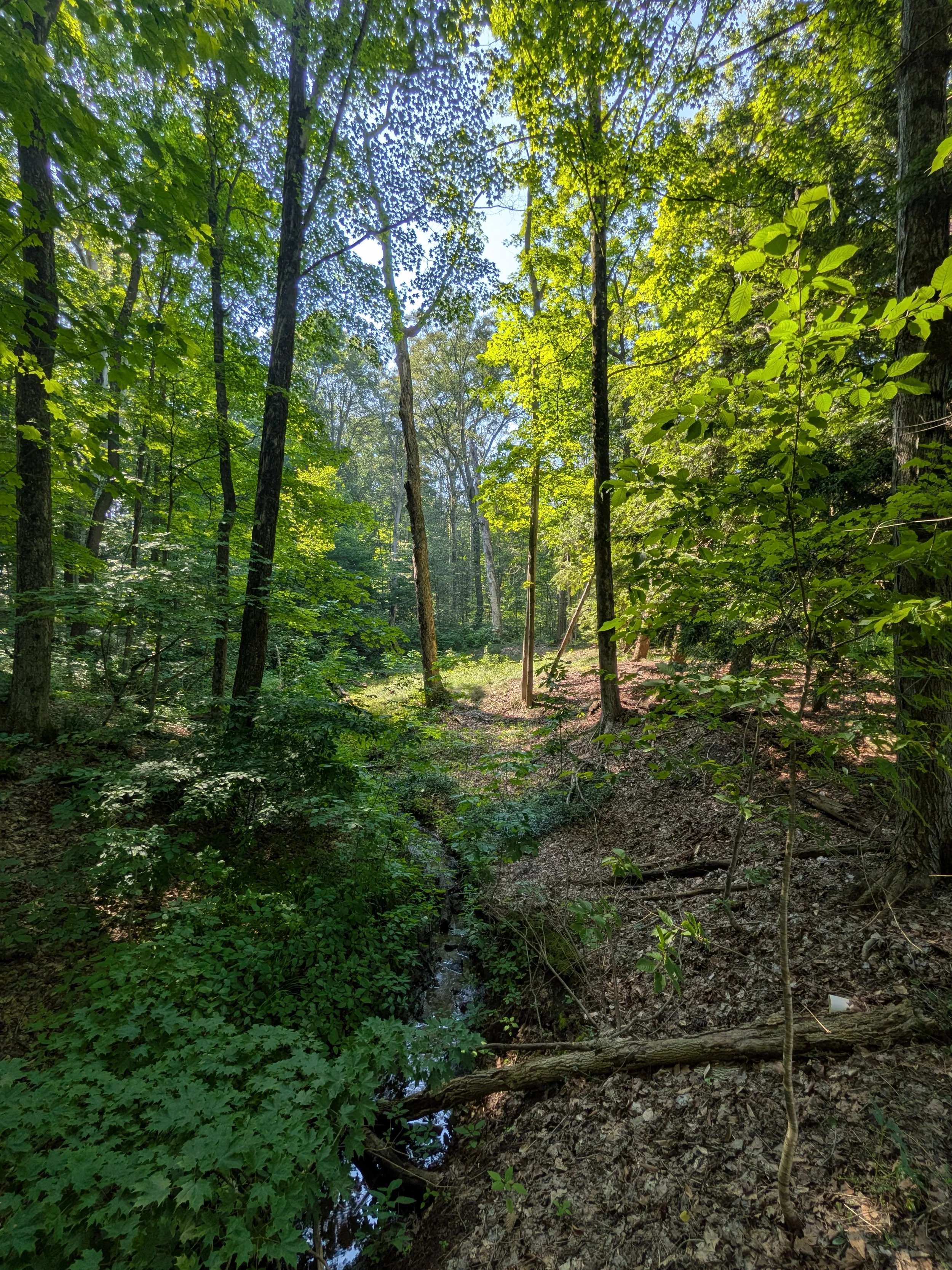 July Adult Forest Collective