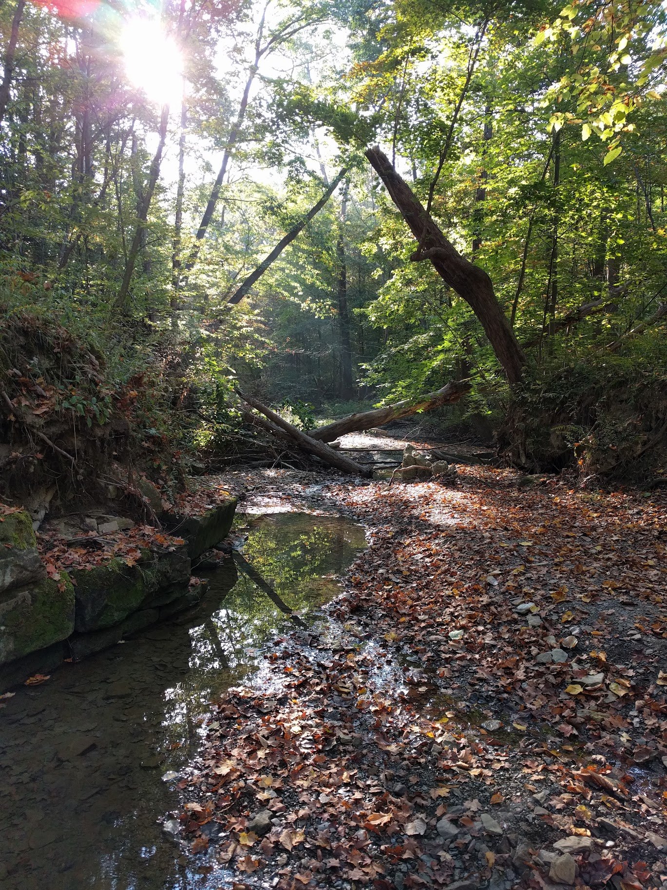 July Youth Forest Collective