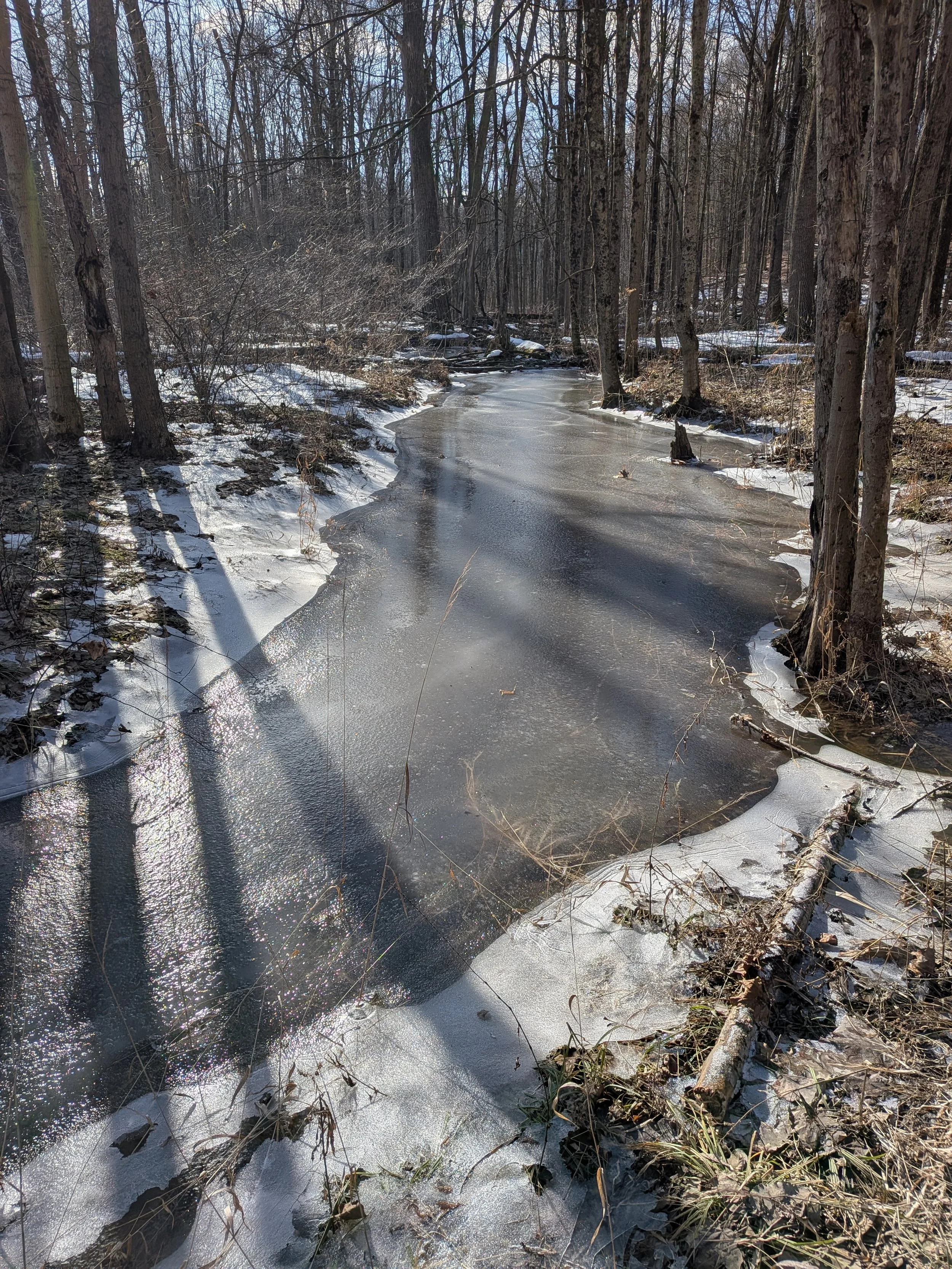 December Youth Forest Collective