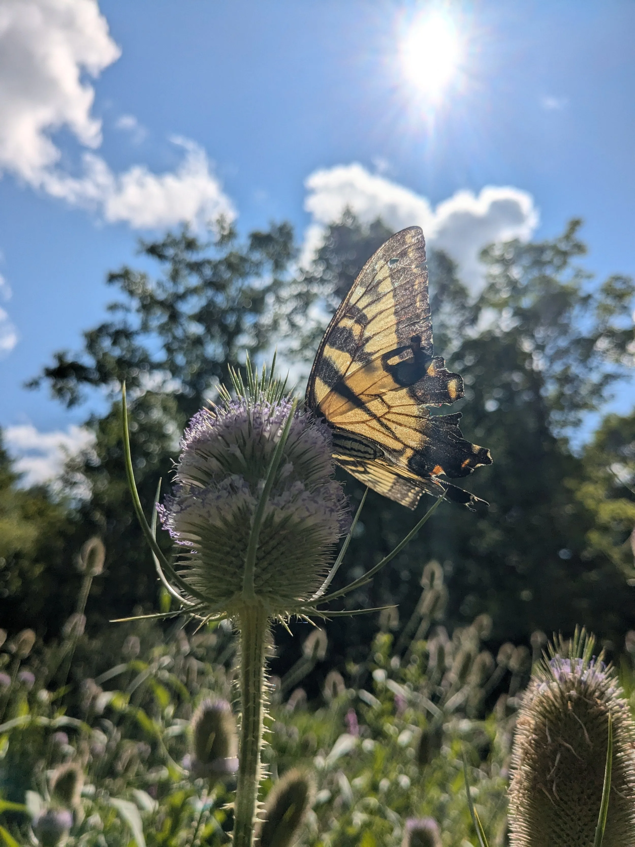 August Youth Forest Collective