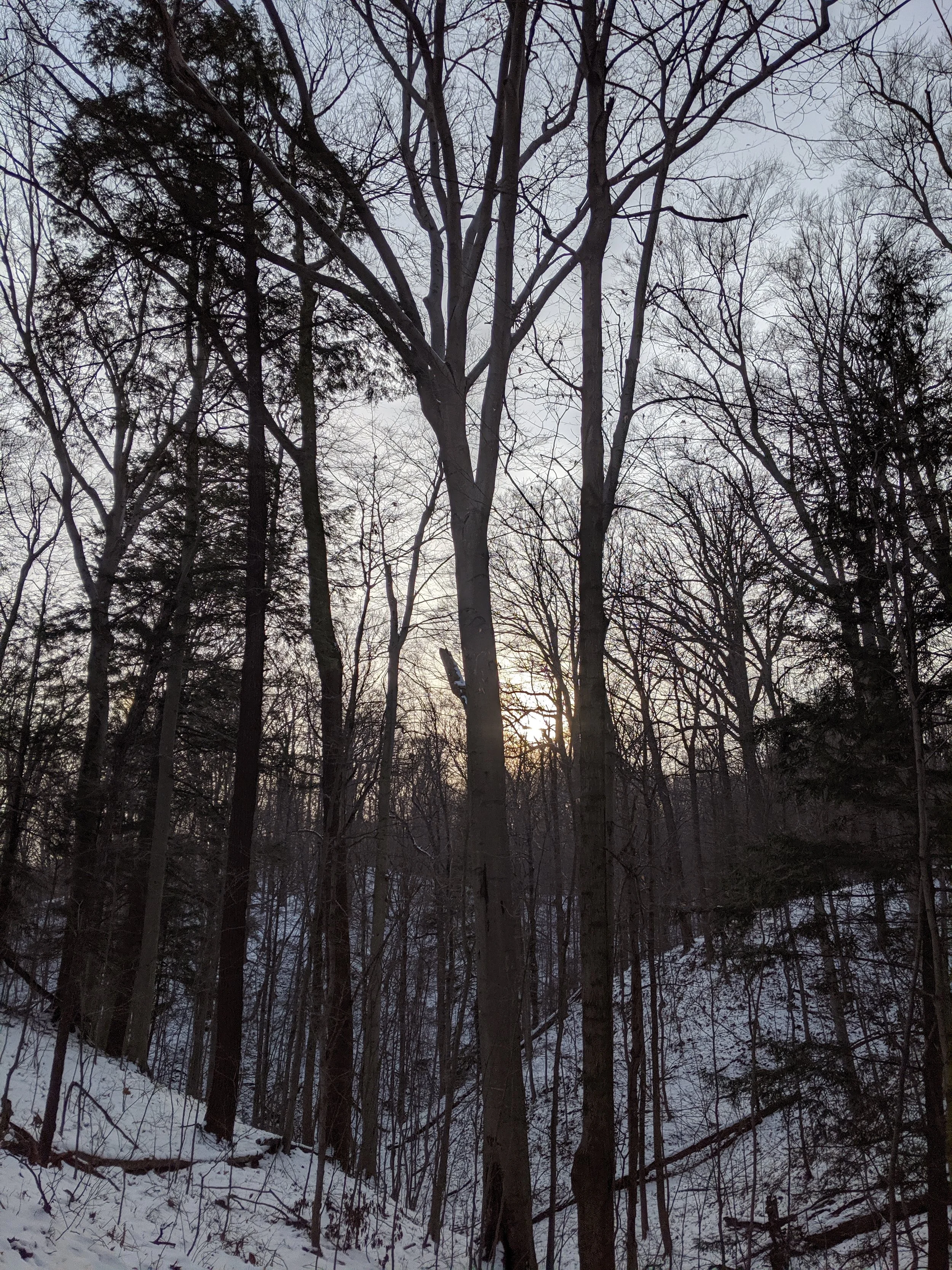 December Adult Forest Collective