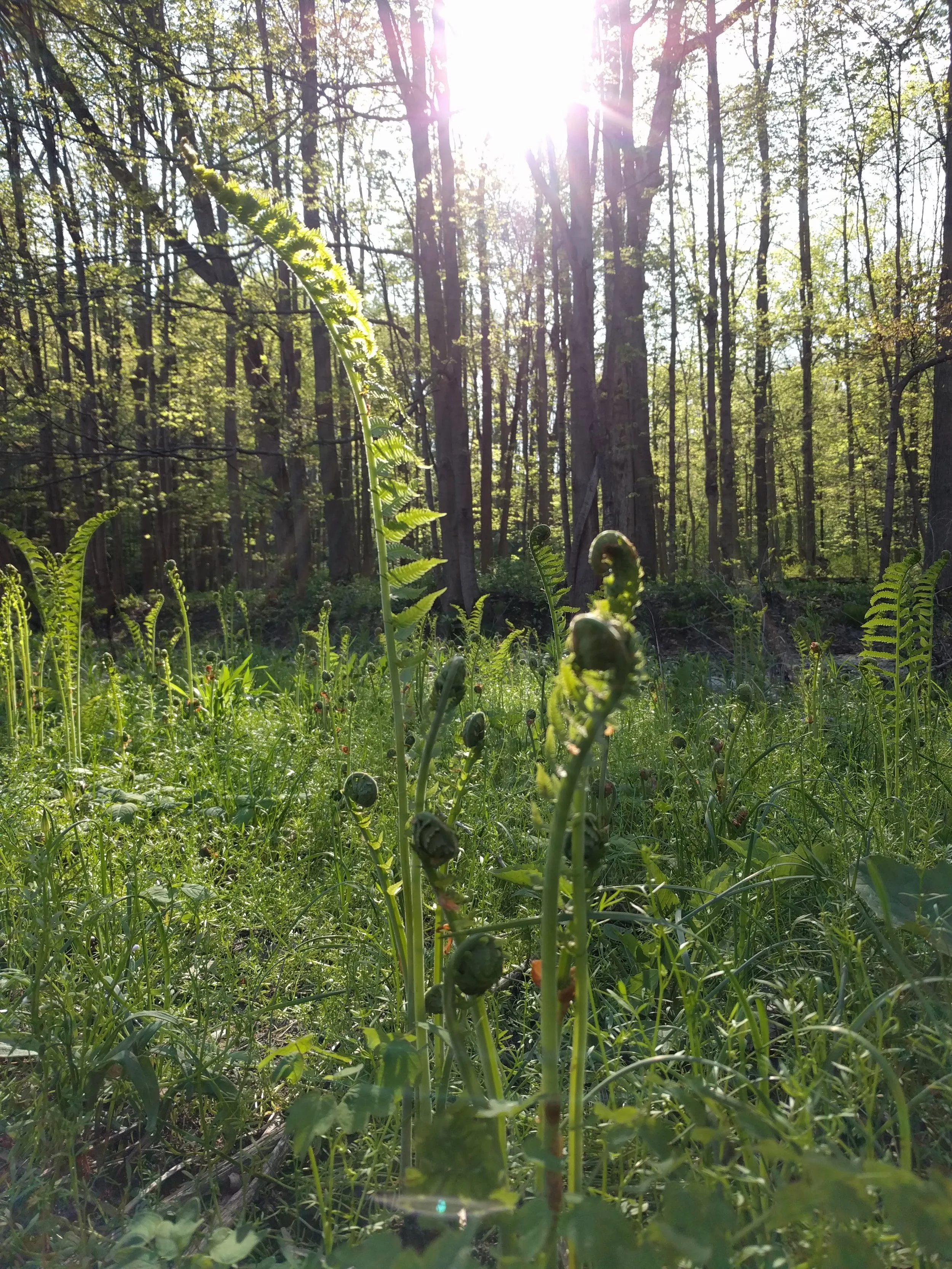 June Youth Forest Collective