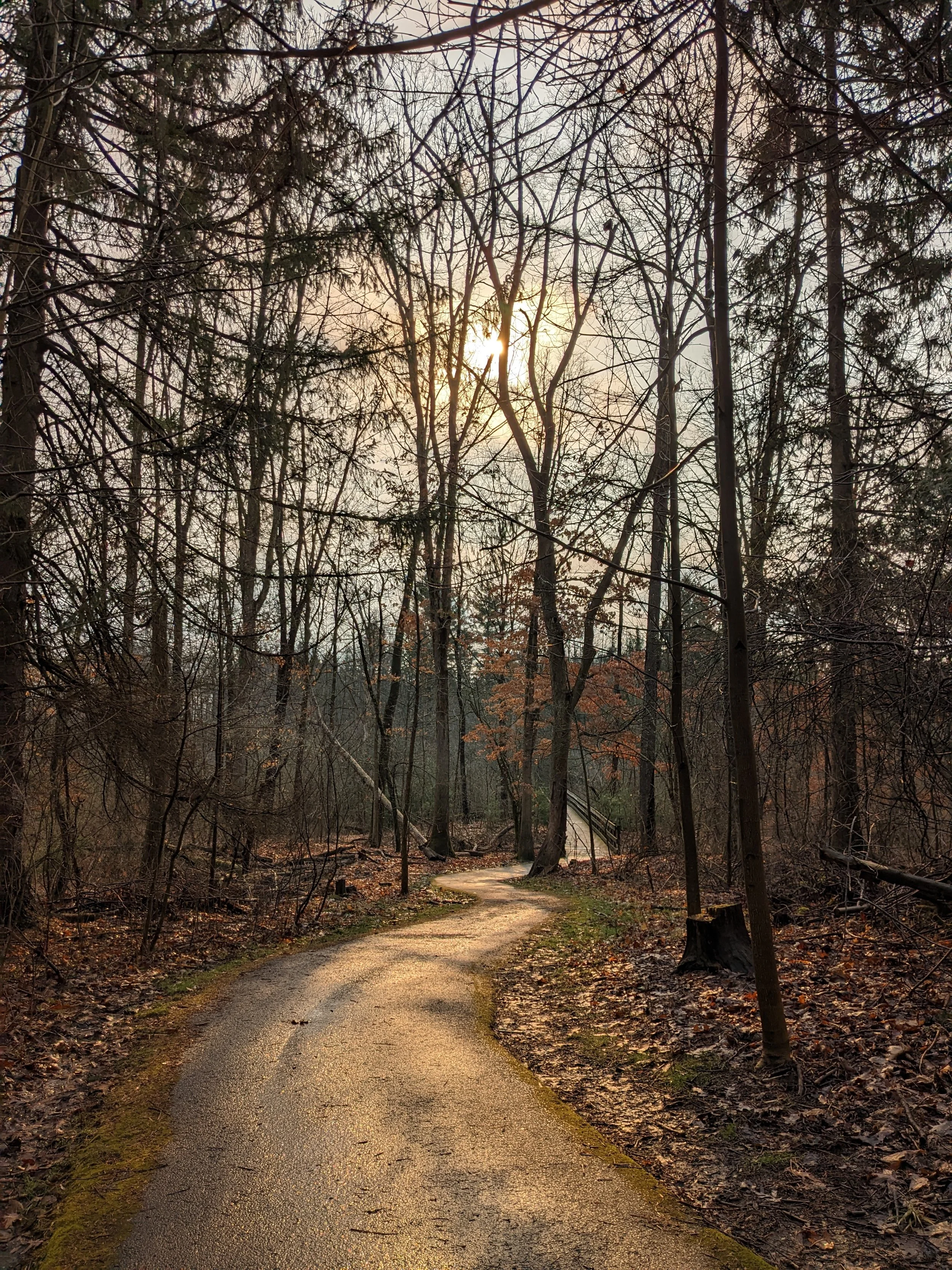 November Youth Forest Collective