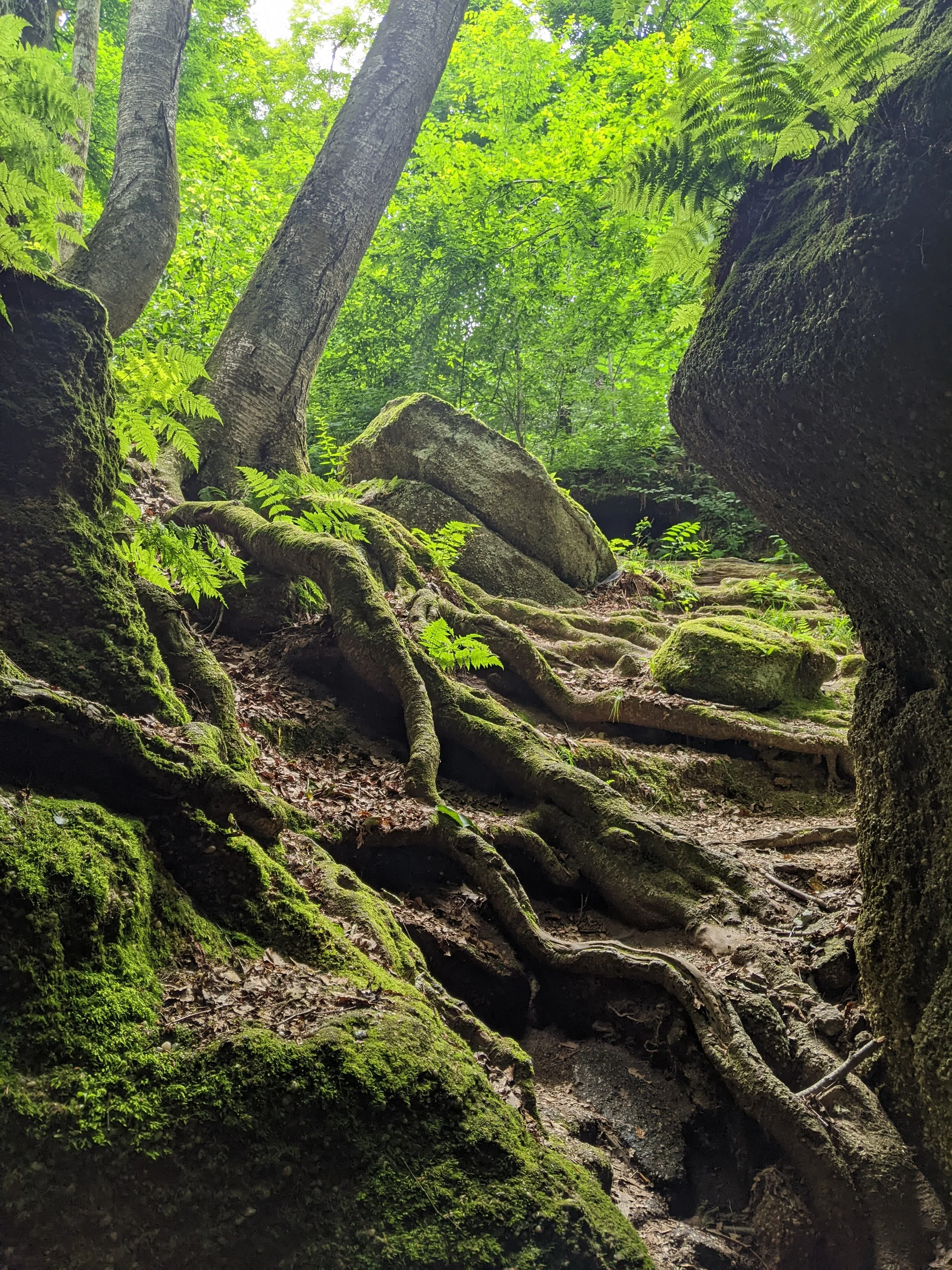 June Adult Forest Collective