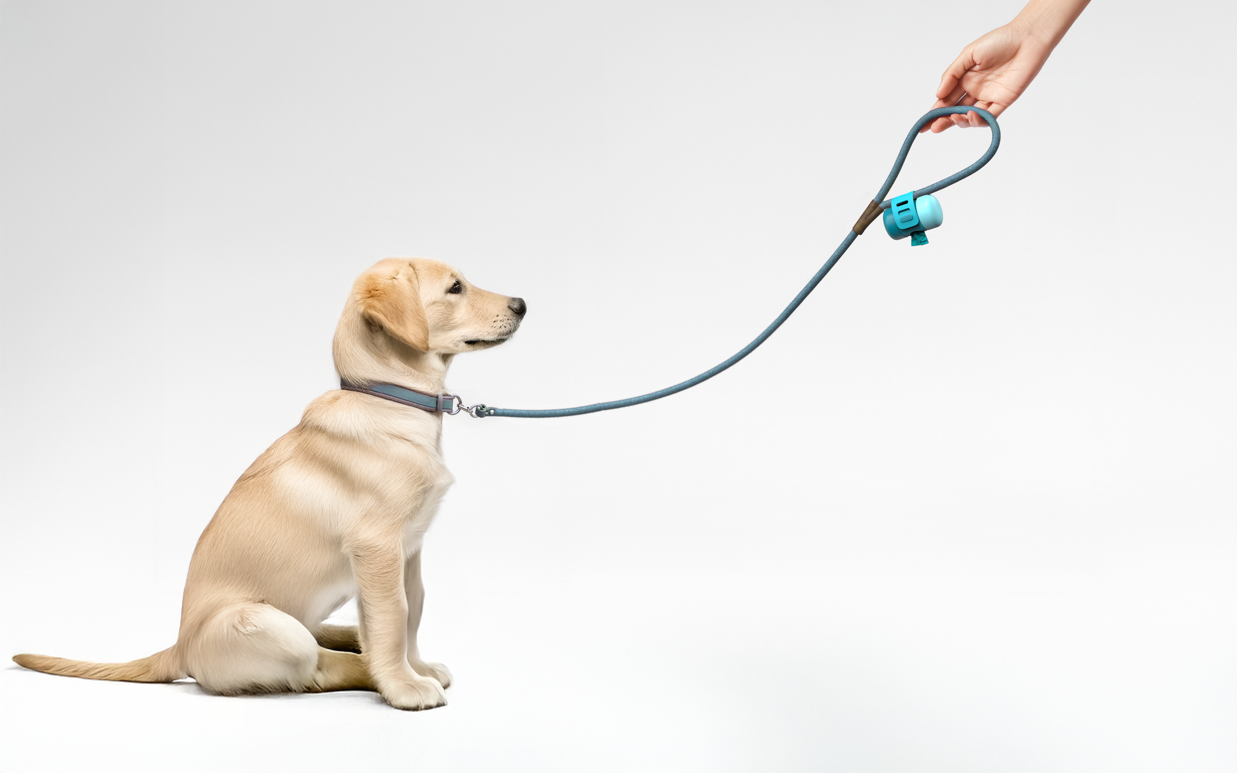 MessyMutts-CaseStudy-1- v2.MessyMutts-CaseStudy-1- v3.Scene 1.1783.png