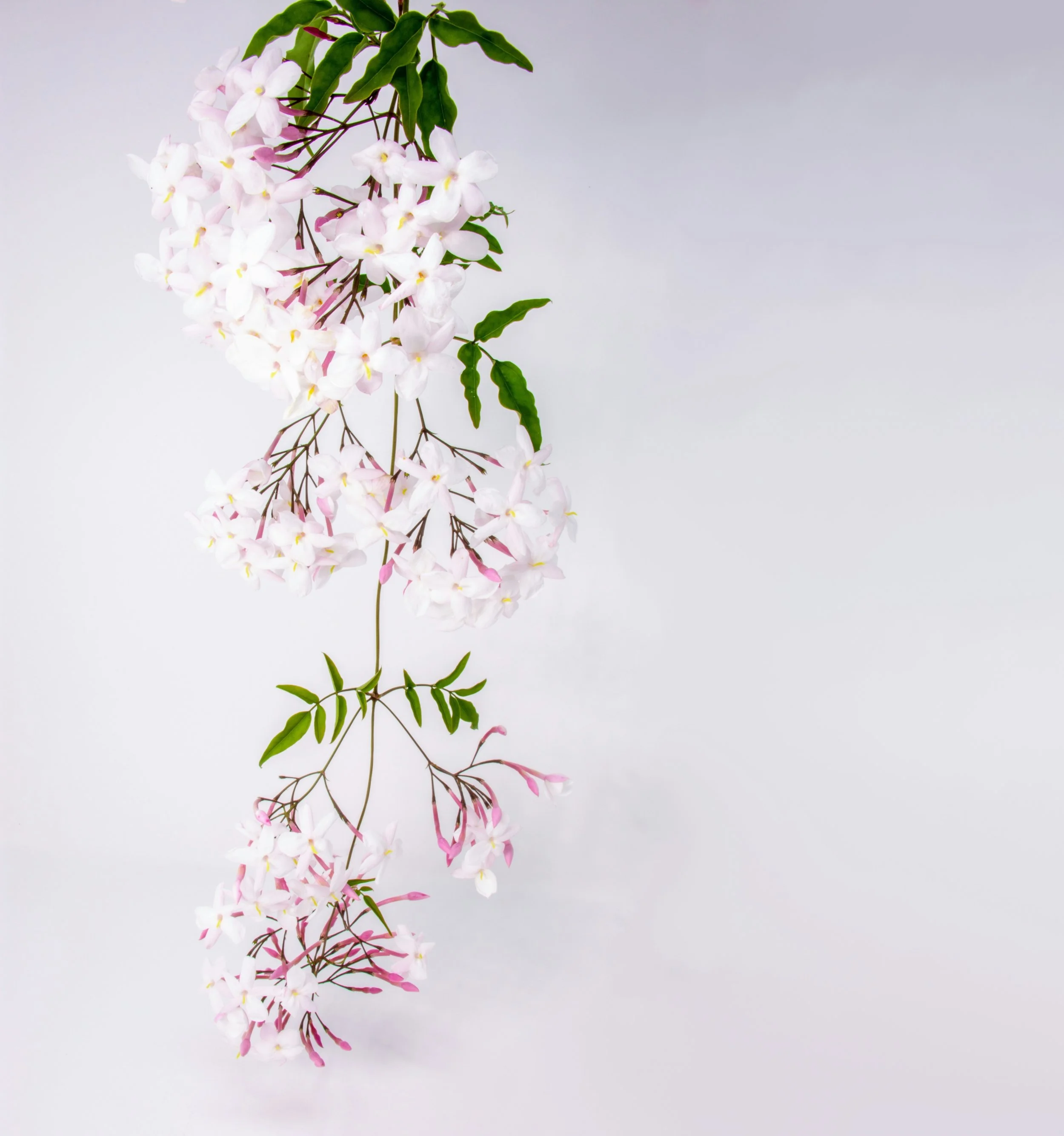 Full Bloom Parfum | Essence of Yadah