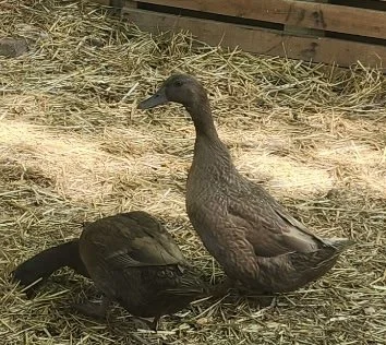 Female 17-19 Weeks Old Khaki Campbell Ducks