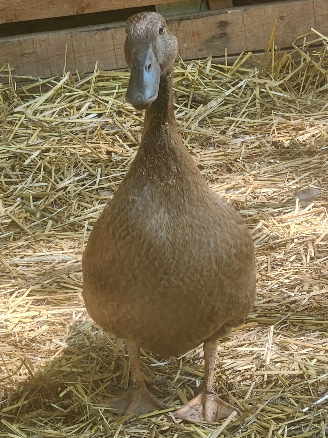 13+weeks+duck.png