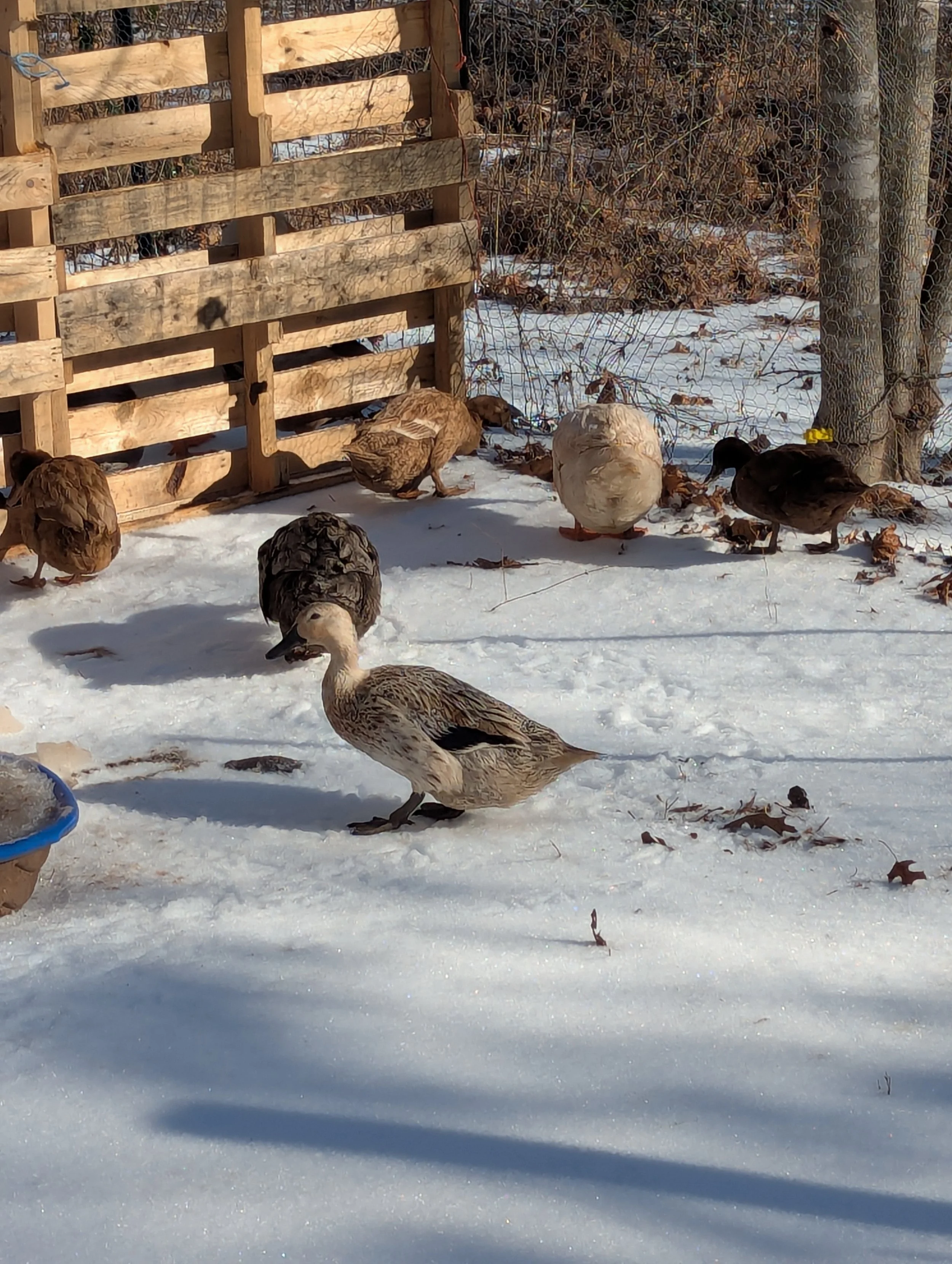 enjoying the snow.jpg