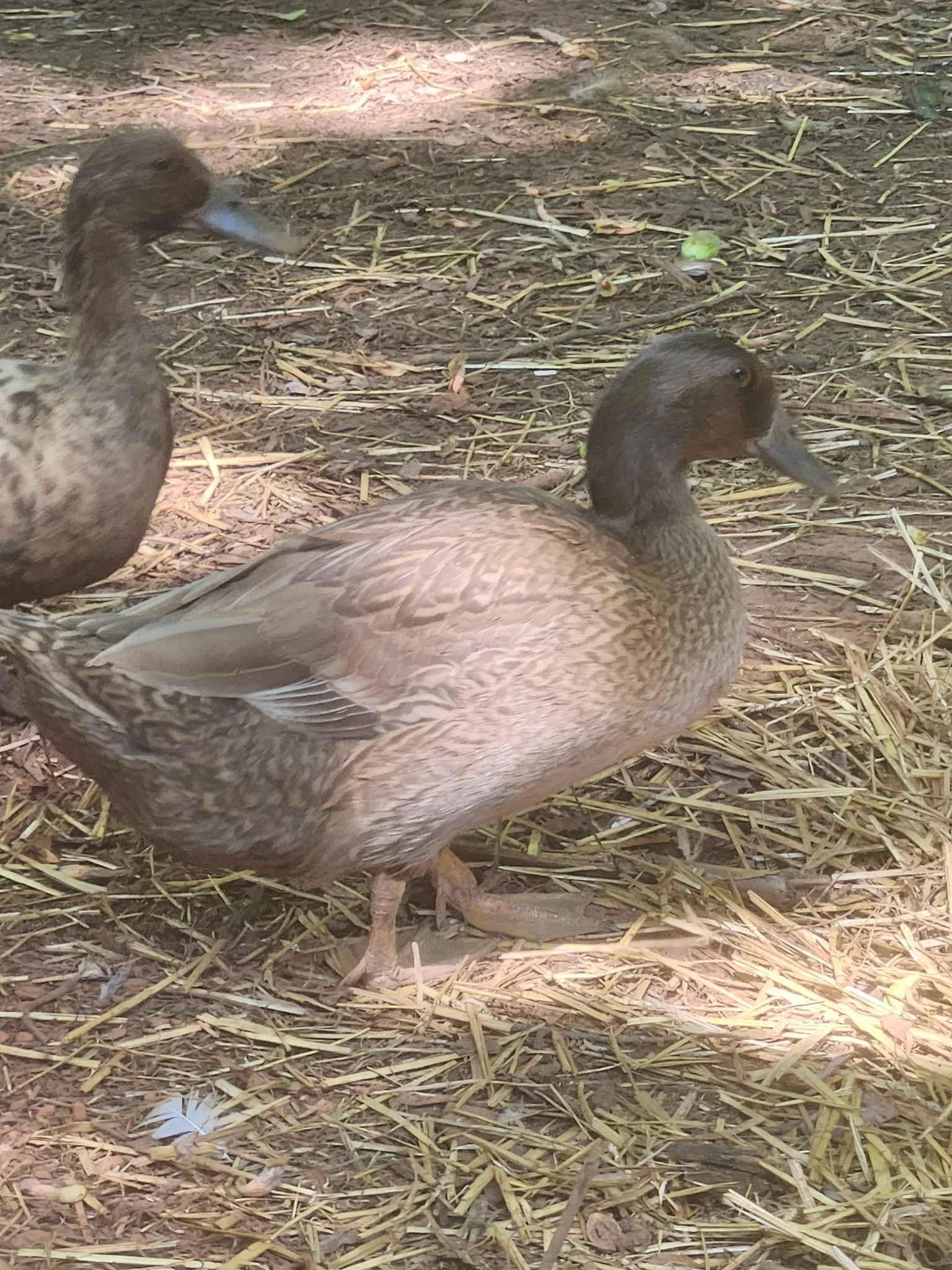 Female 20+ Weeks Old Khaki Campbell Adult Ducks