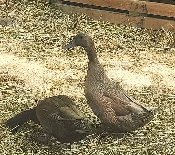 17+weeks+duck.jpg