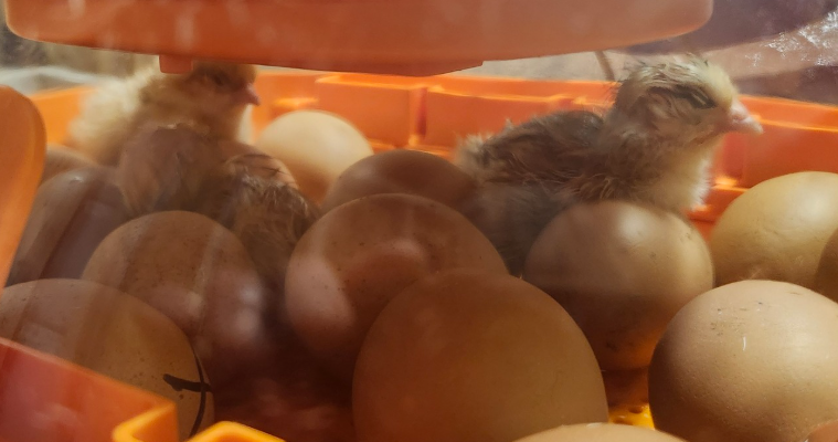Hatching_chicks_3.png