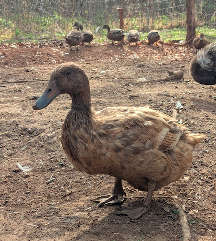Female 9-12 Weeks Old Khaki Campbell Ducklings